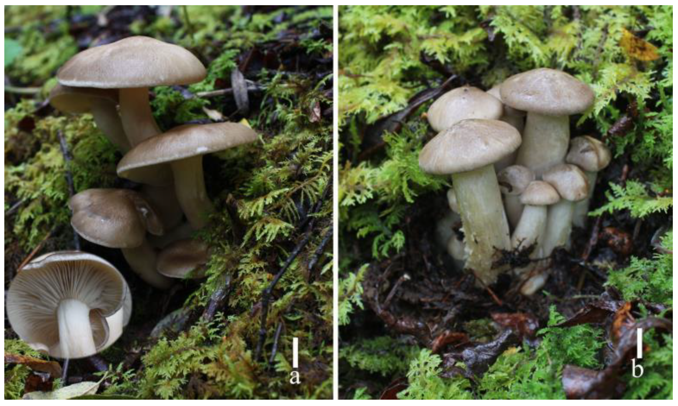 Diversity 15 01027 g002