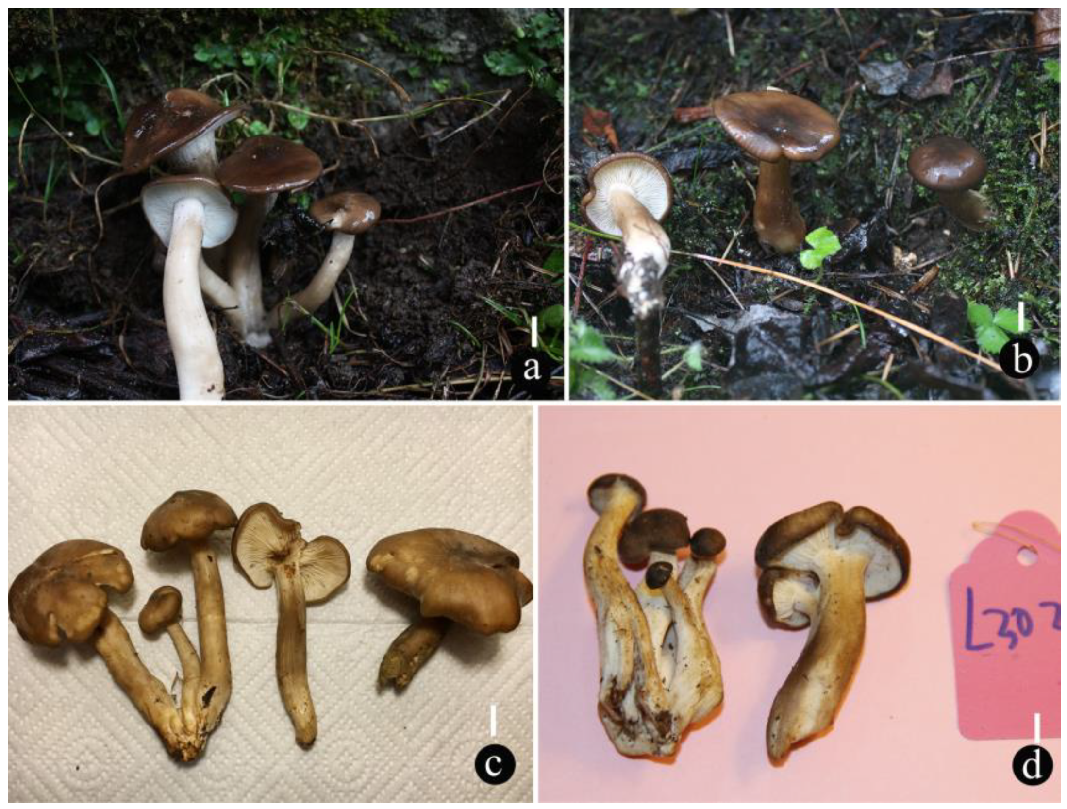 Diversity 15 01027 g004