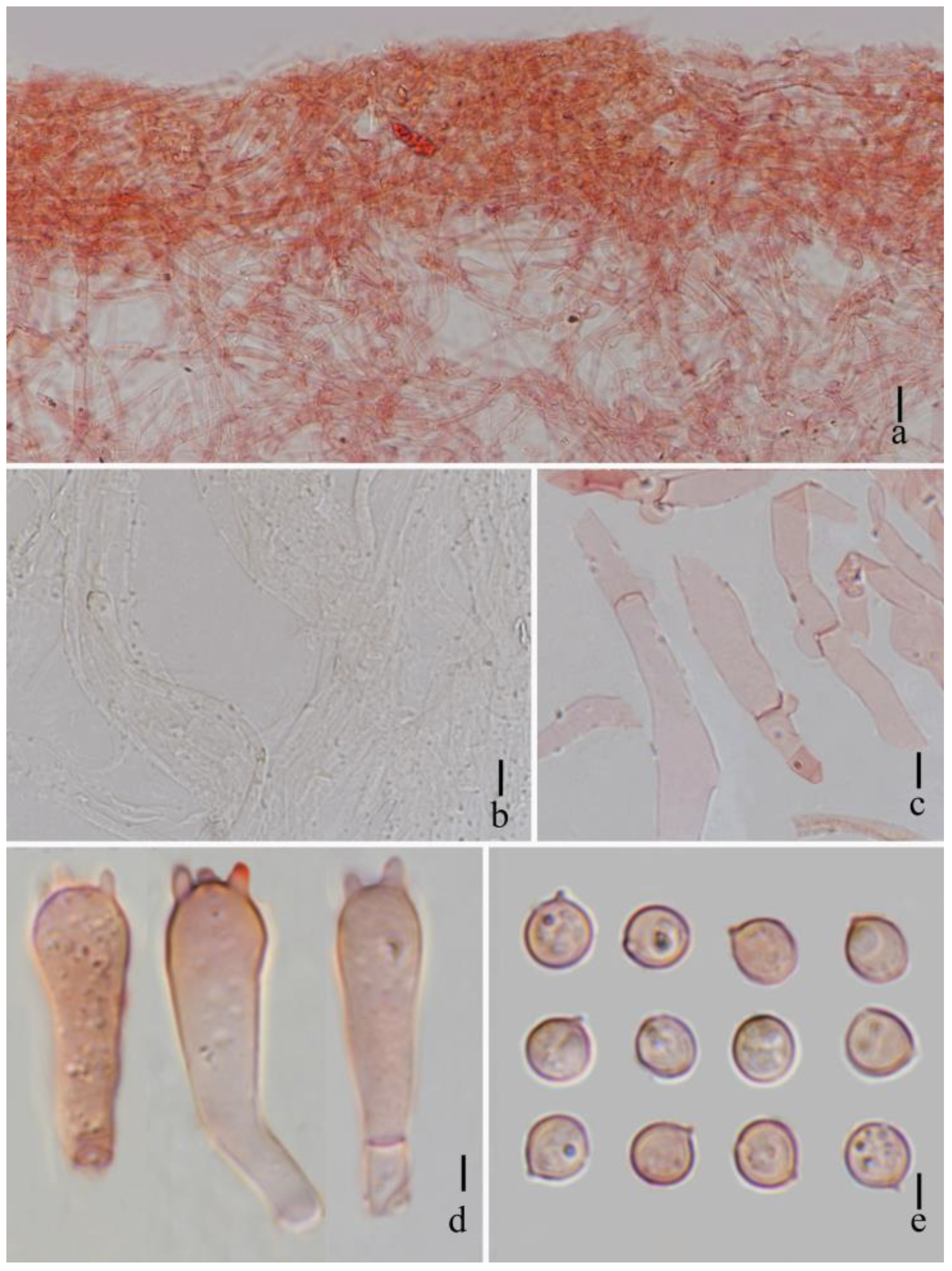 Diversity 15 01027 g005