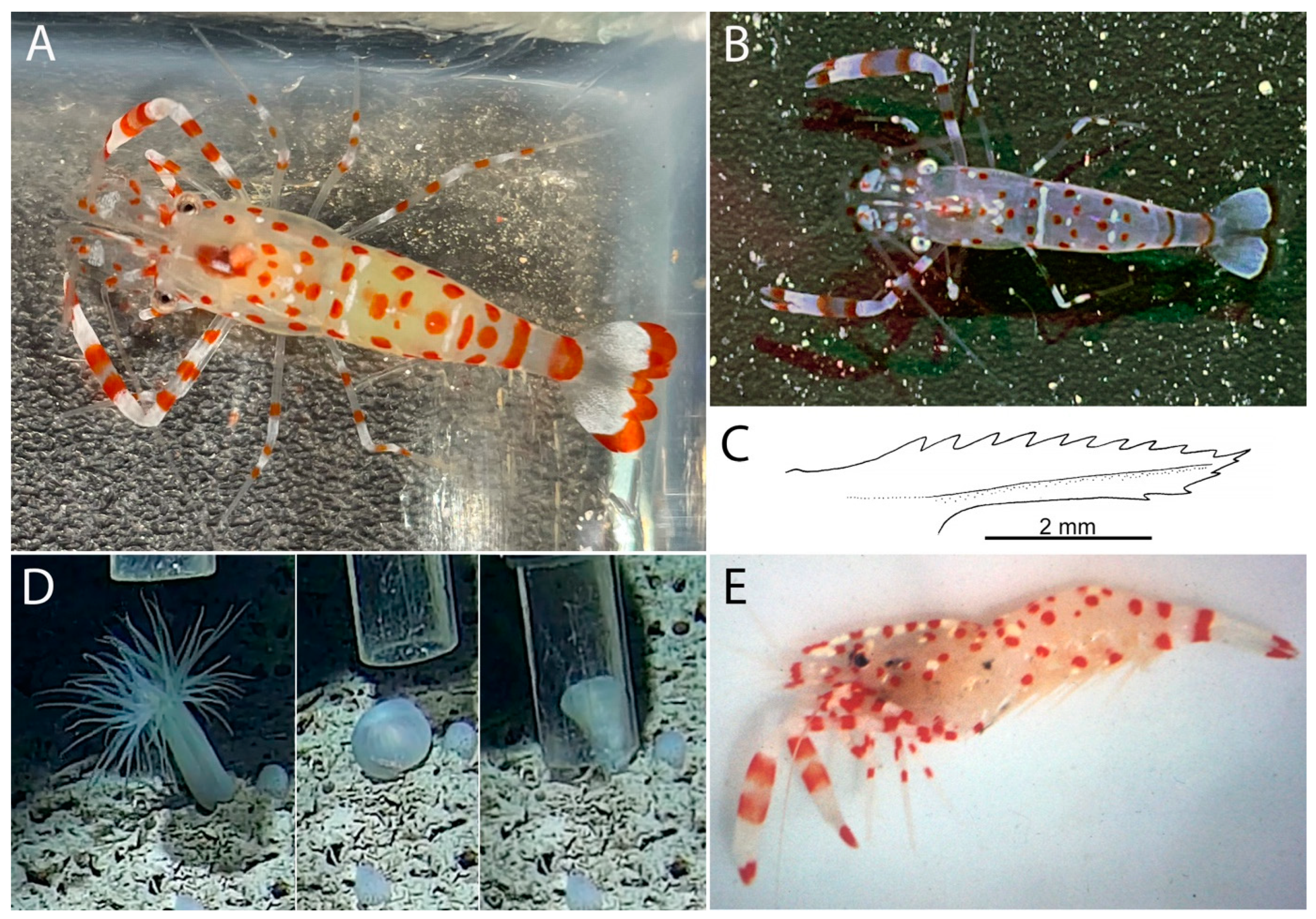 Diversity 15 01028 g003