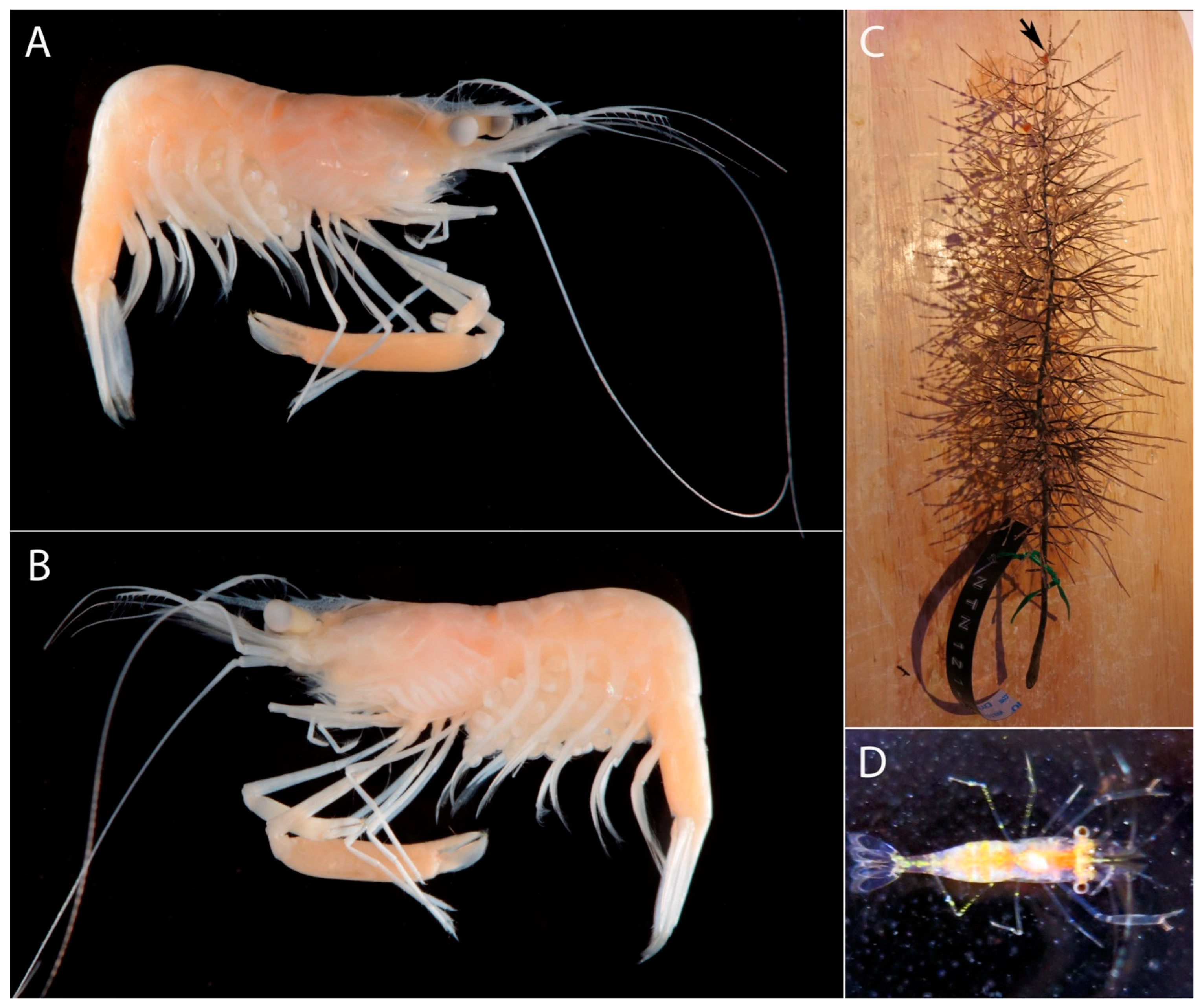 Diversity 15 01028 g006