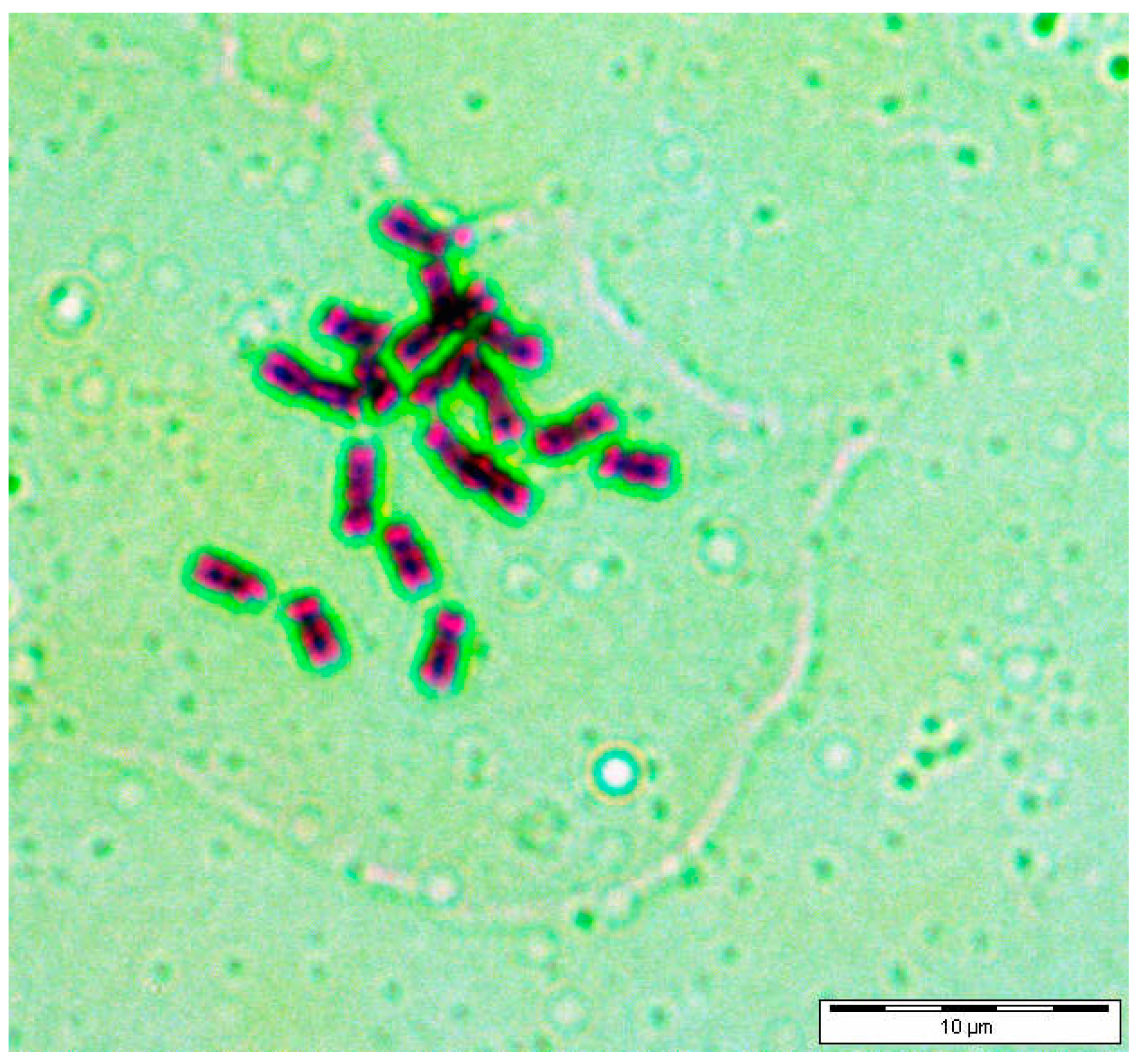 Diversity 15 01031 g005 Diversity 15 01031 g005