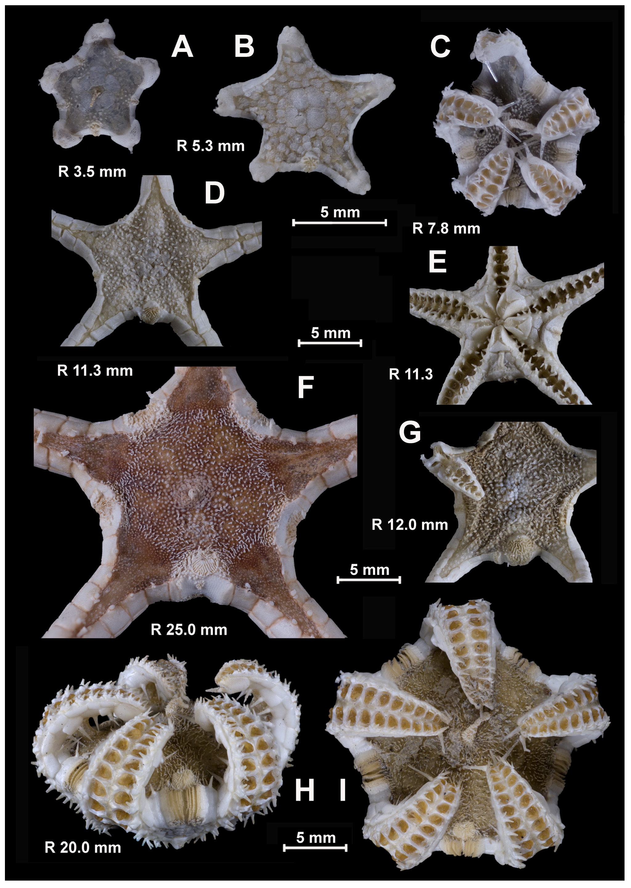 Diversity 15 01032 g003