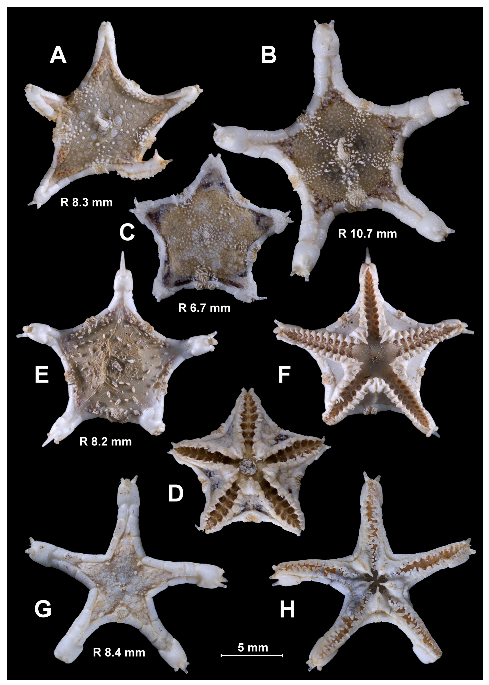 Diversity 15 01032 g008