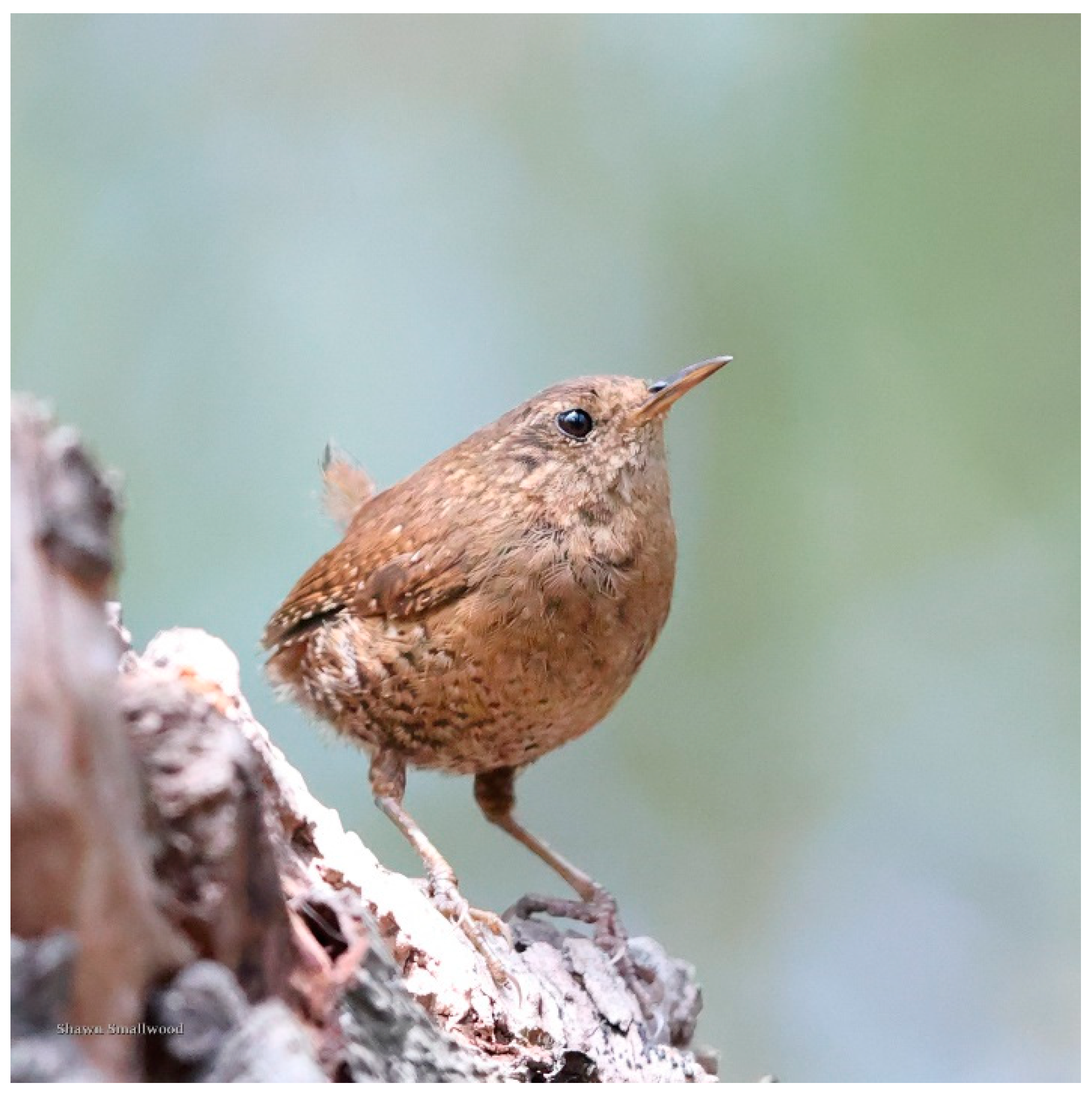 Diversity 15 01037 g004