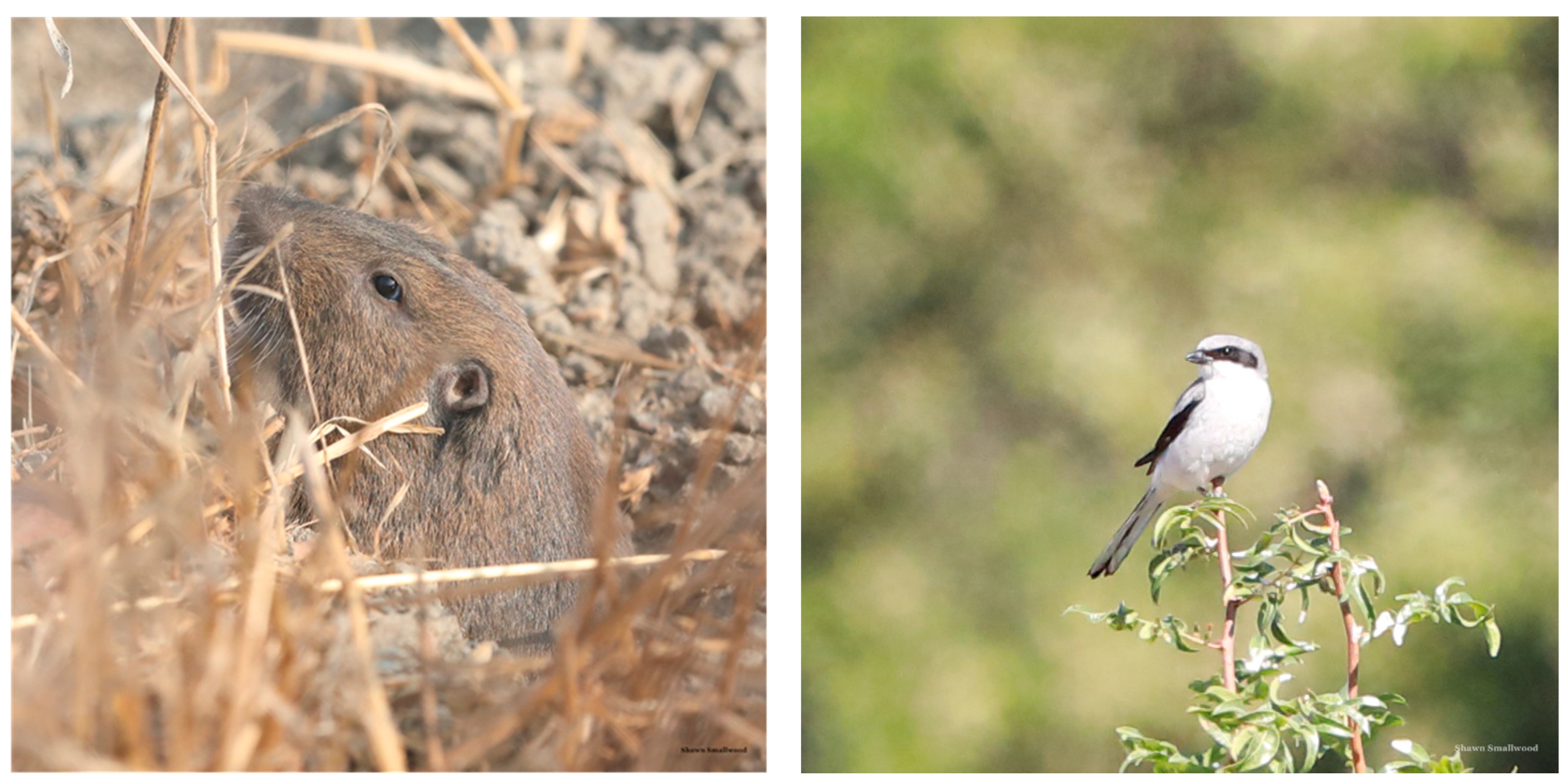 Diversity 15 01037 g013