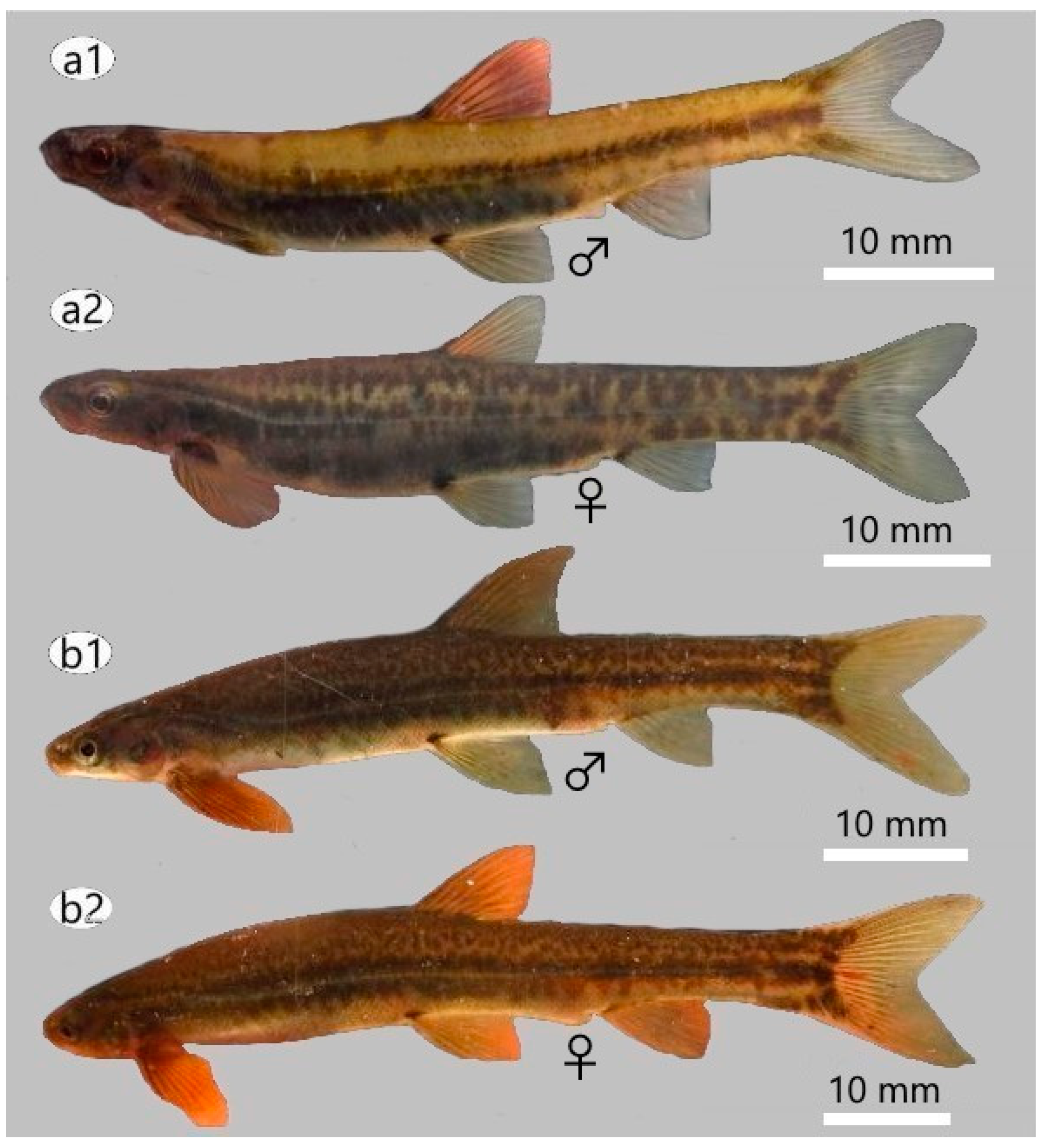 Diversity 15 01044 g006a
