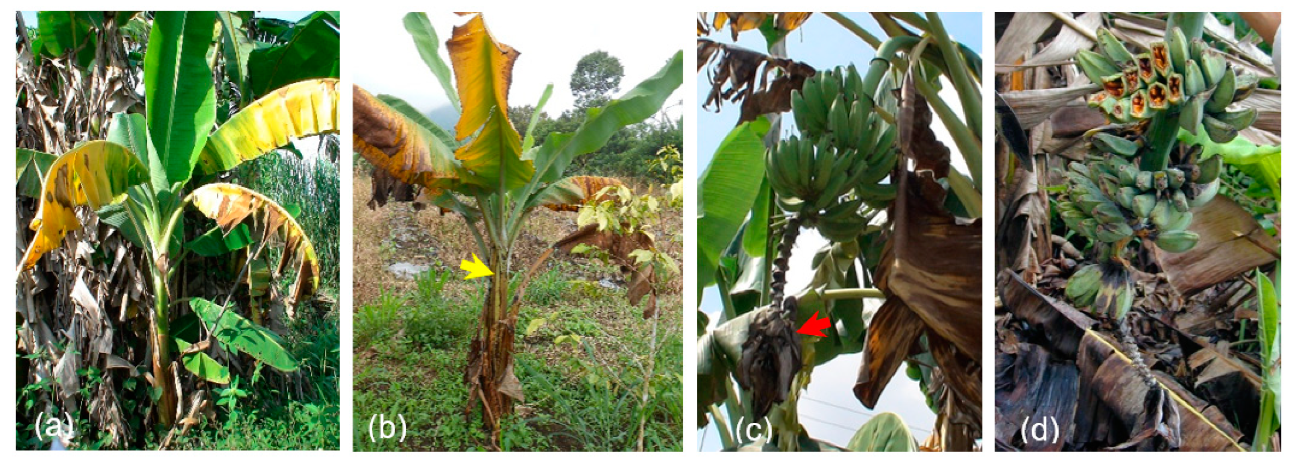 Diversity 15 01046 g002 Diversity 15 01046 g002