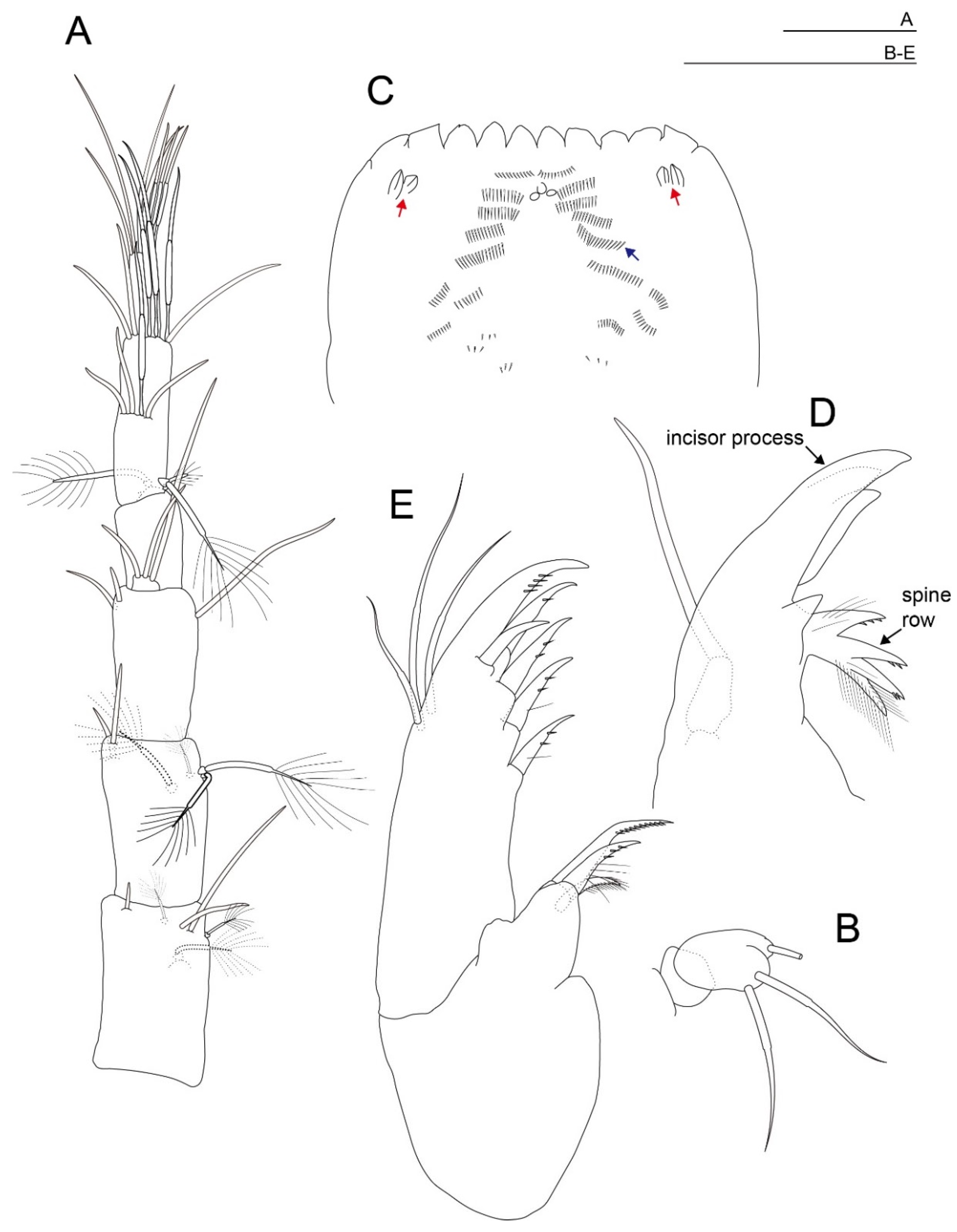 Diversity 15 01052 g008