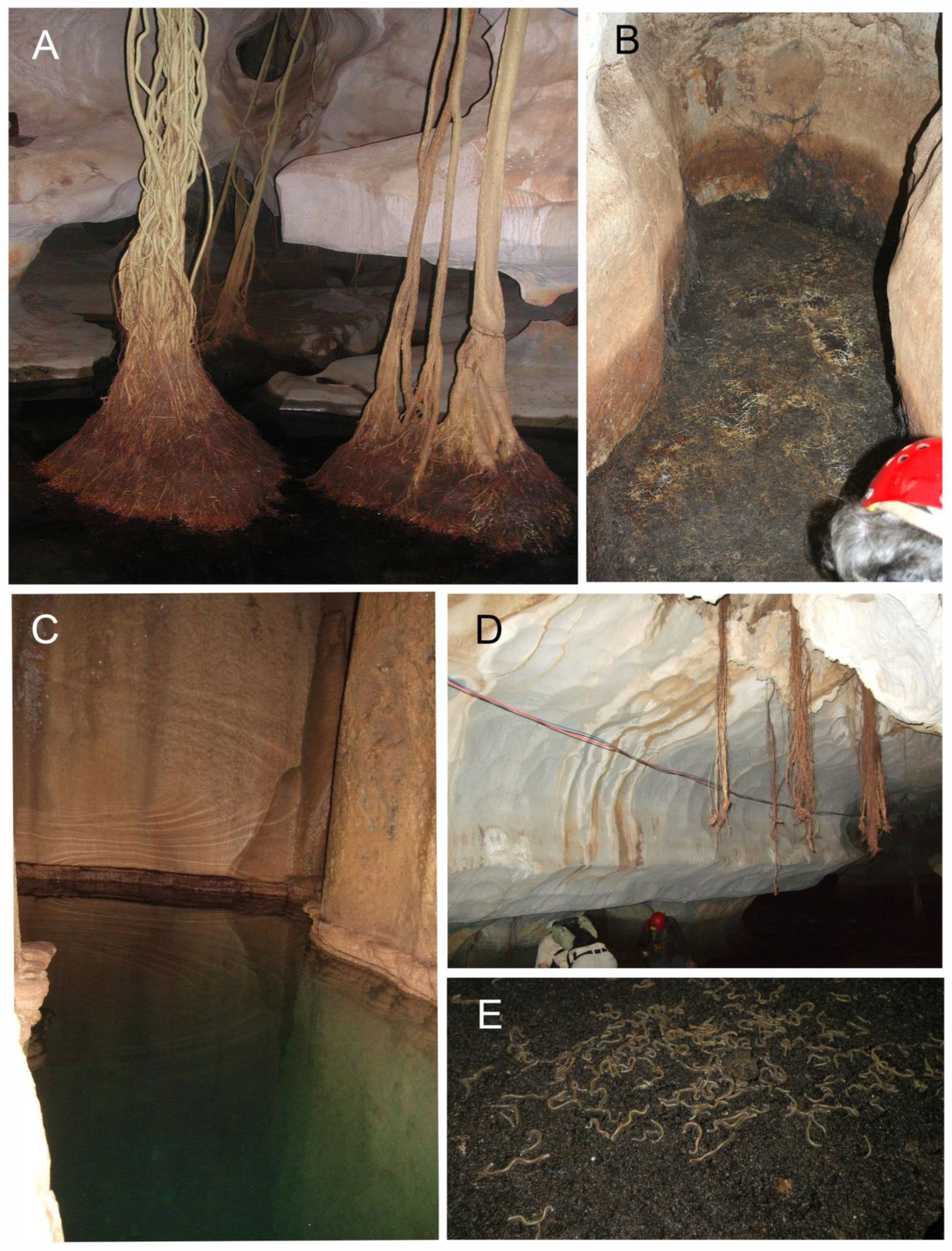 Diversity 15 01058 g004