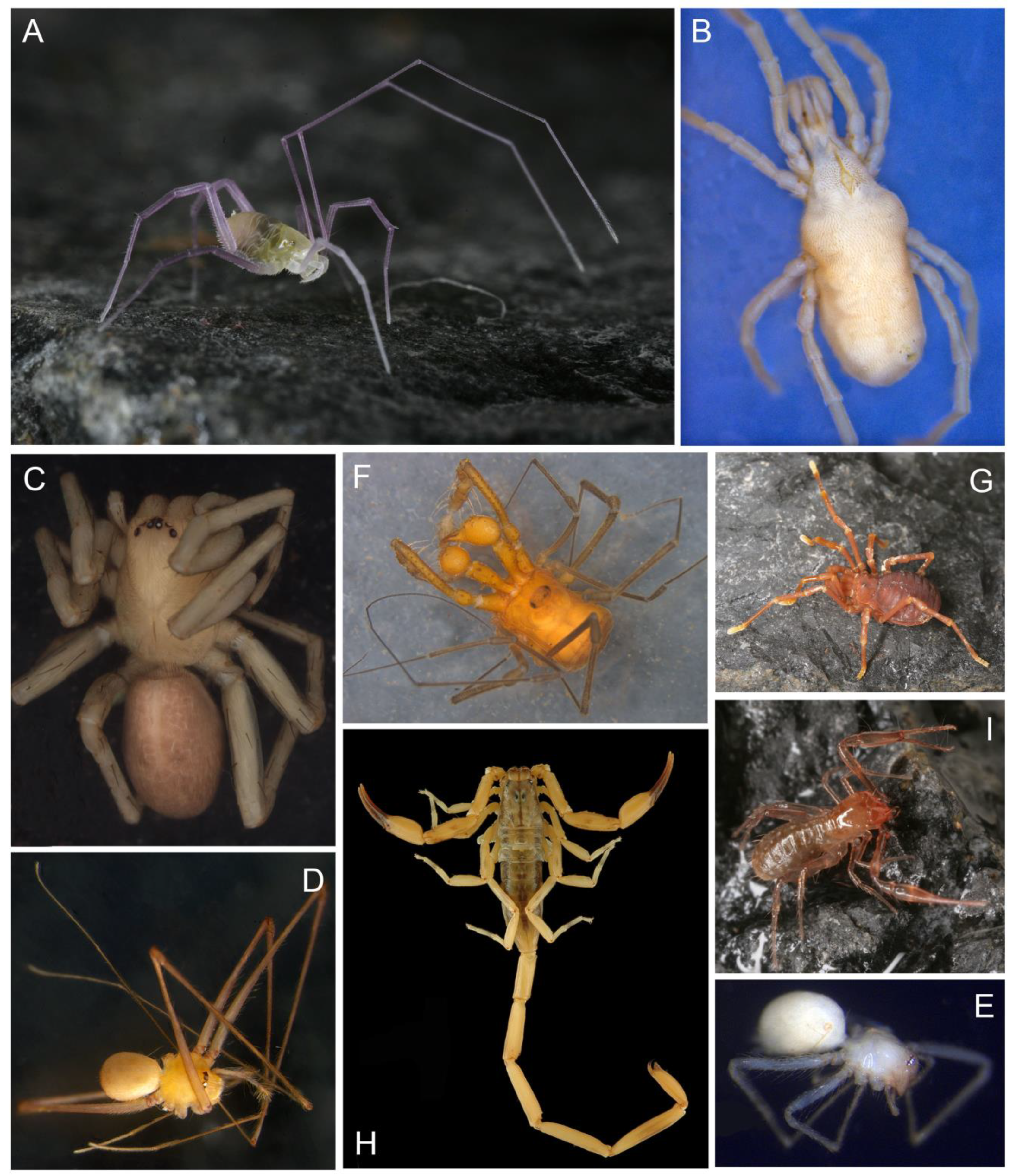 Diversity 15 01058 g006