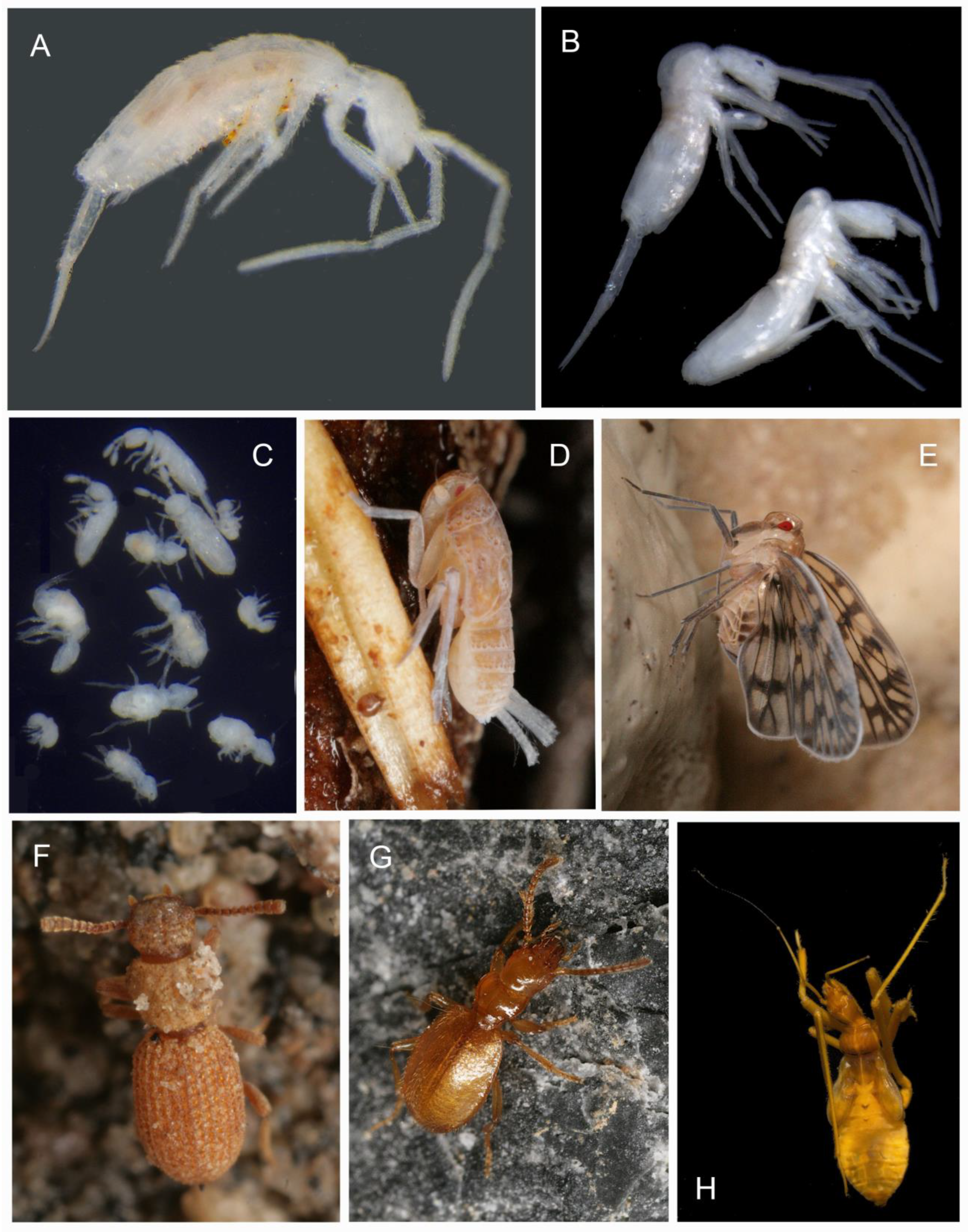 Diversity 15 01058 g008