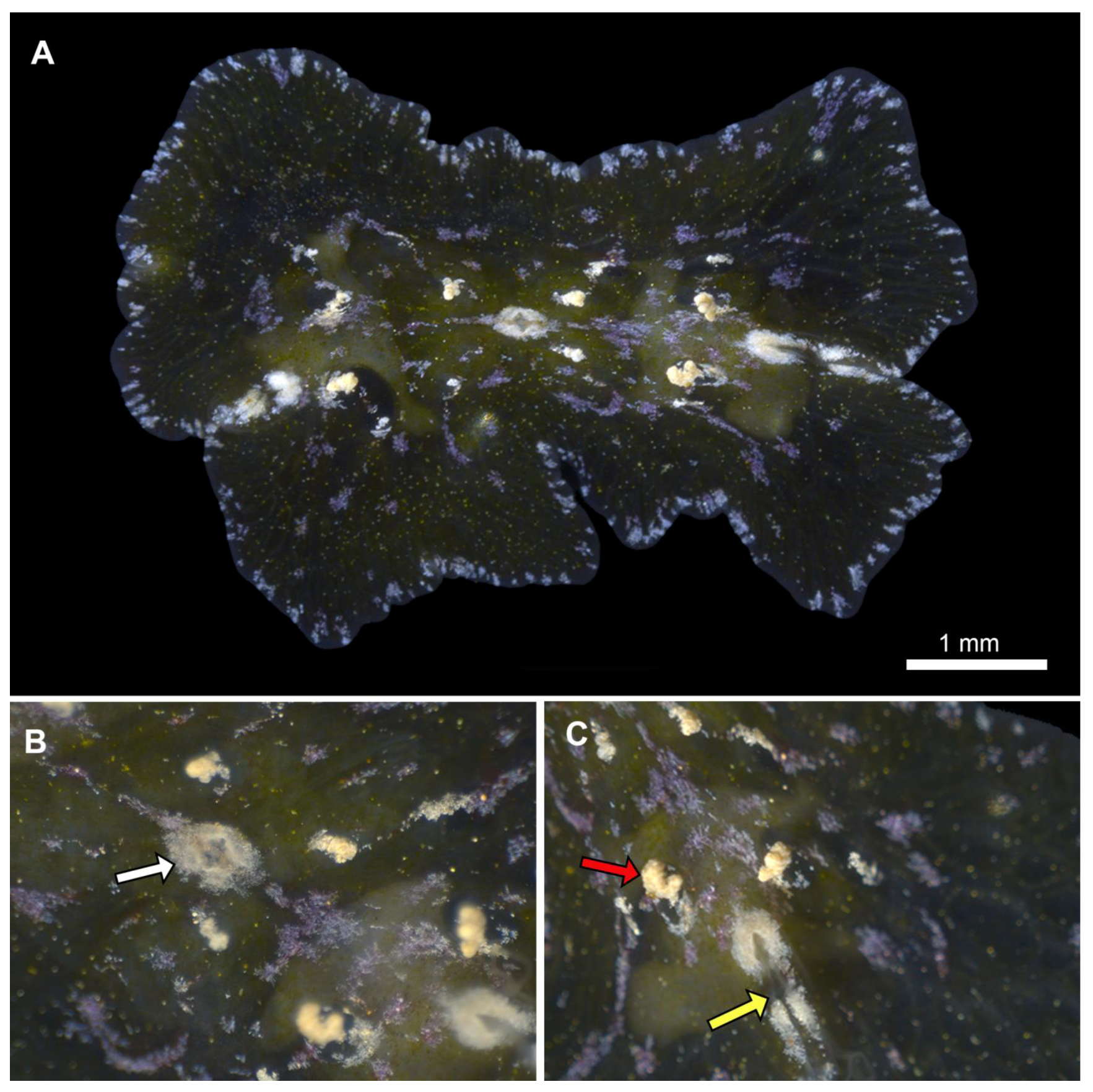 Diversity 15 01060 g004