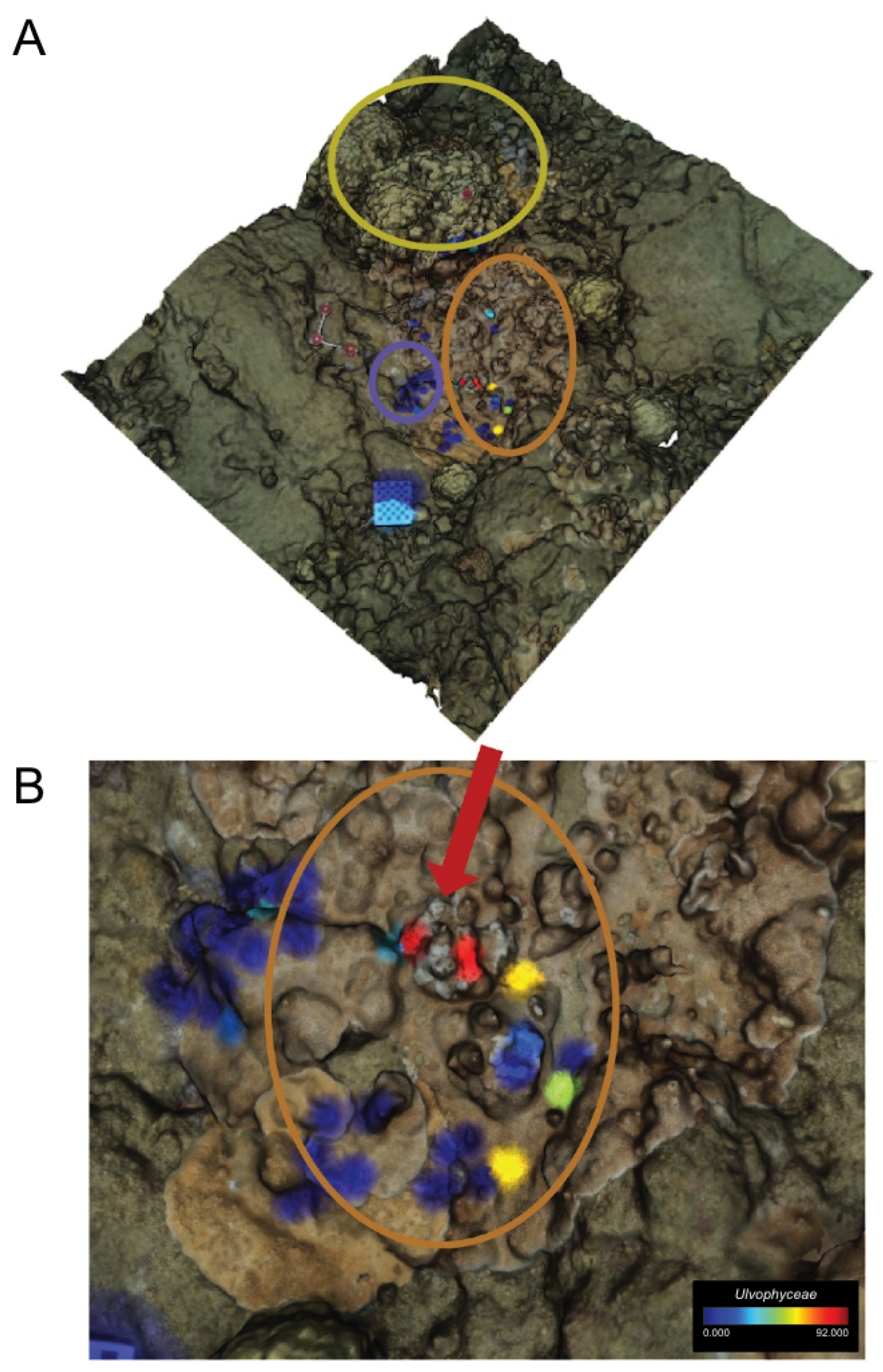 Diversity 15 01061 g006