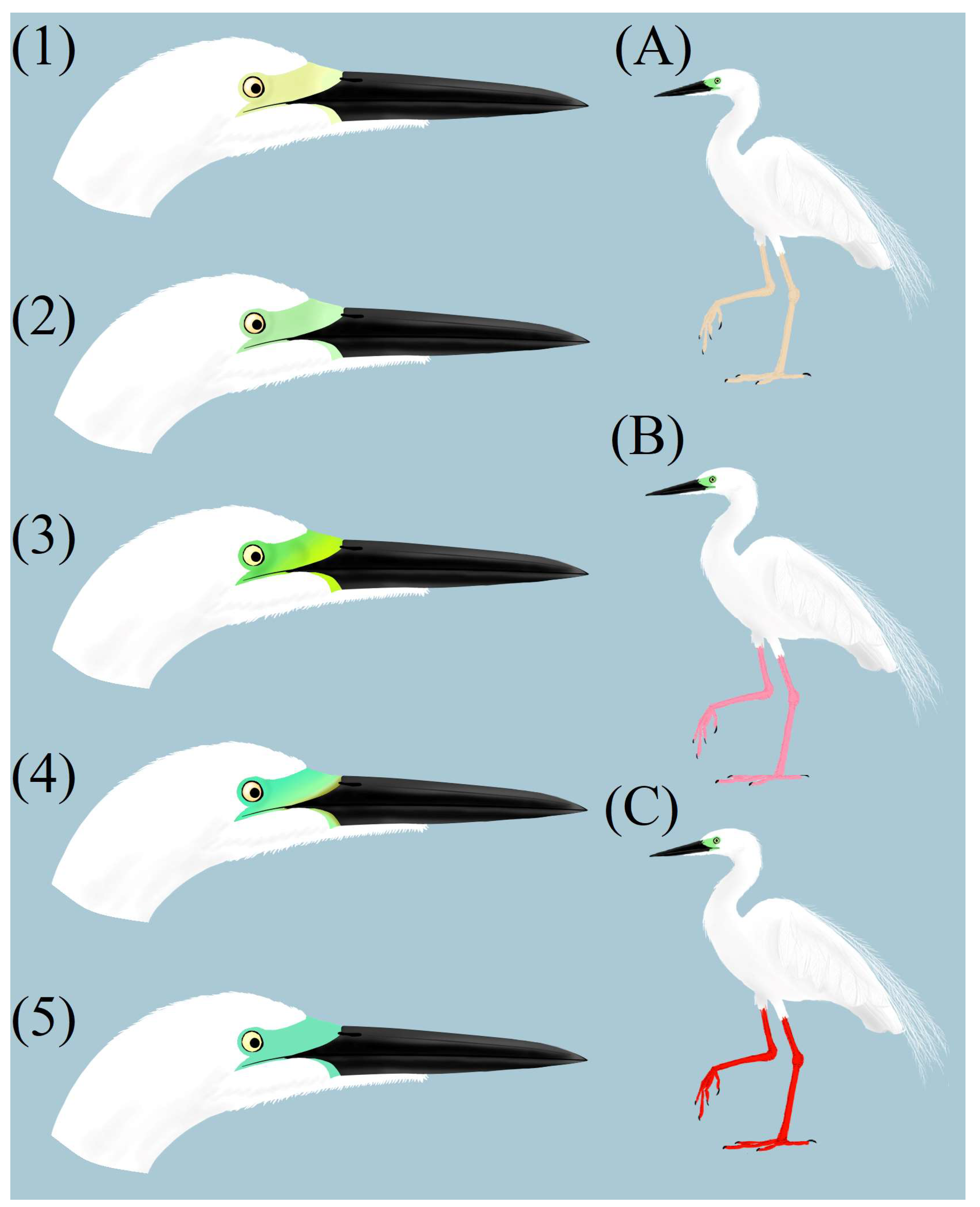Diversity 15 01063 g002