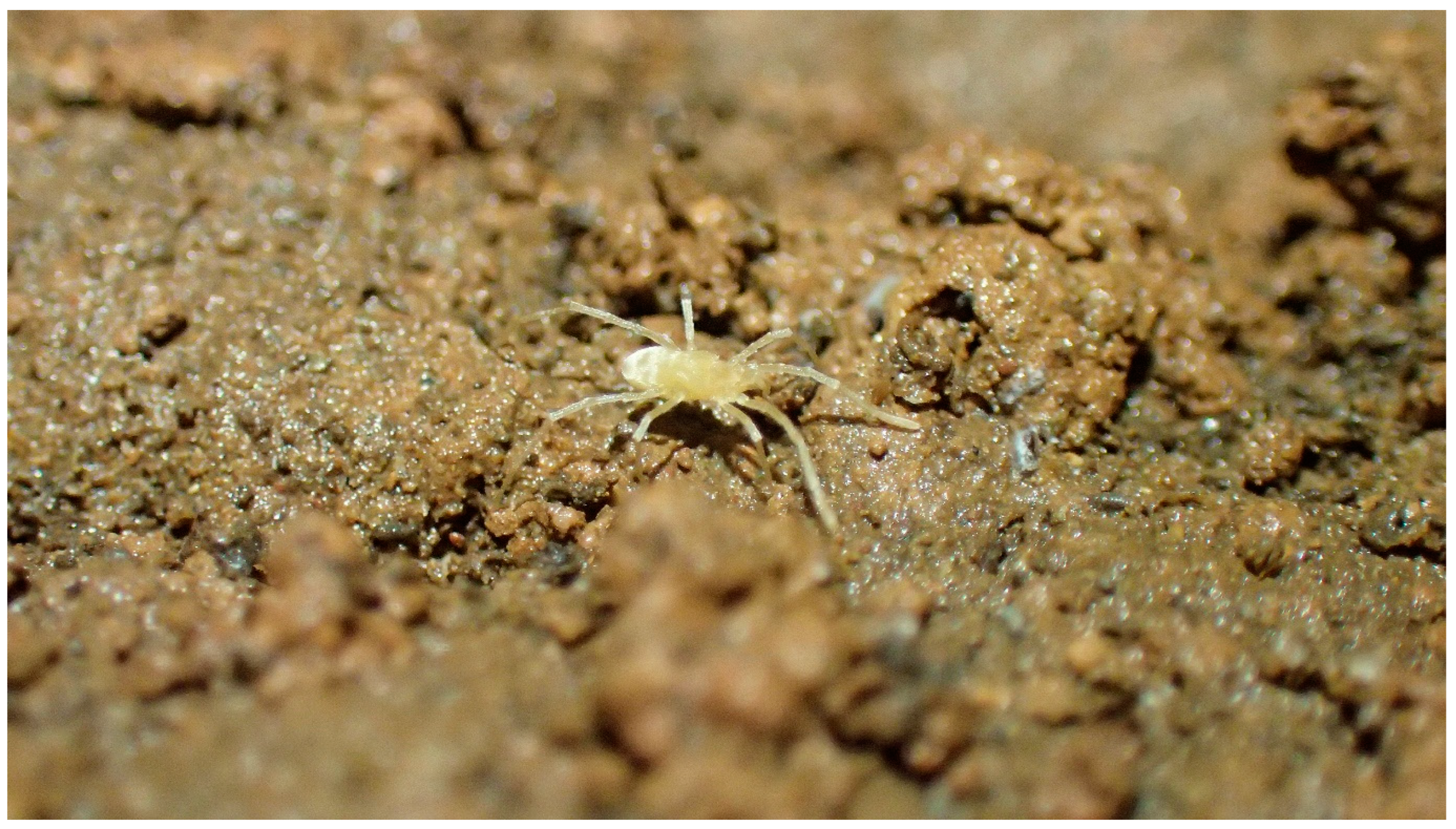 Diversity 15 01076 g004 Diversity 15 01076 g004