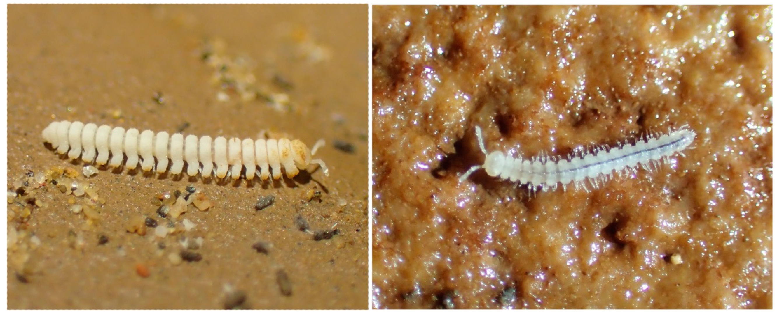 Diversity 15 01076 g006 Diversity 15 01076 g006