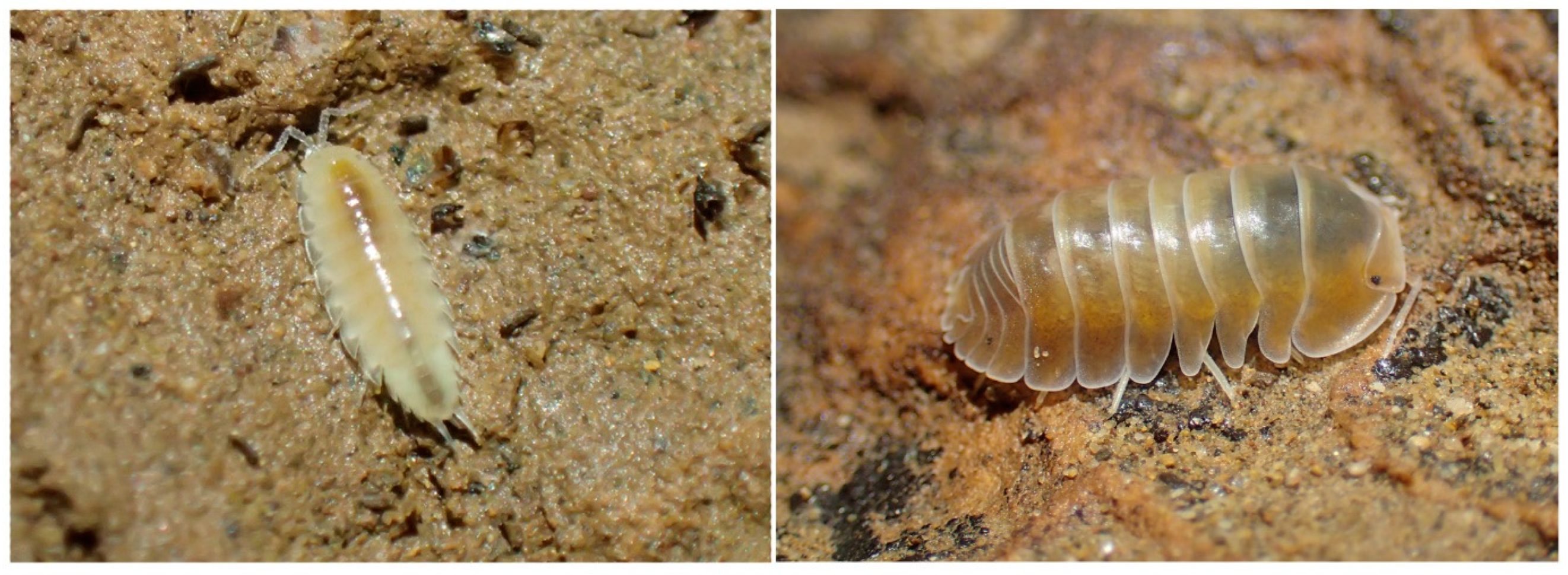 Diversity 15 01076 g007 Diversity 15 01076 g007