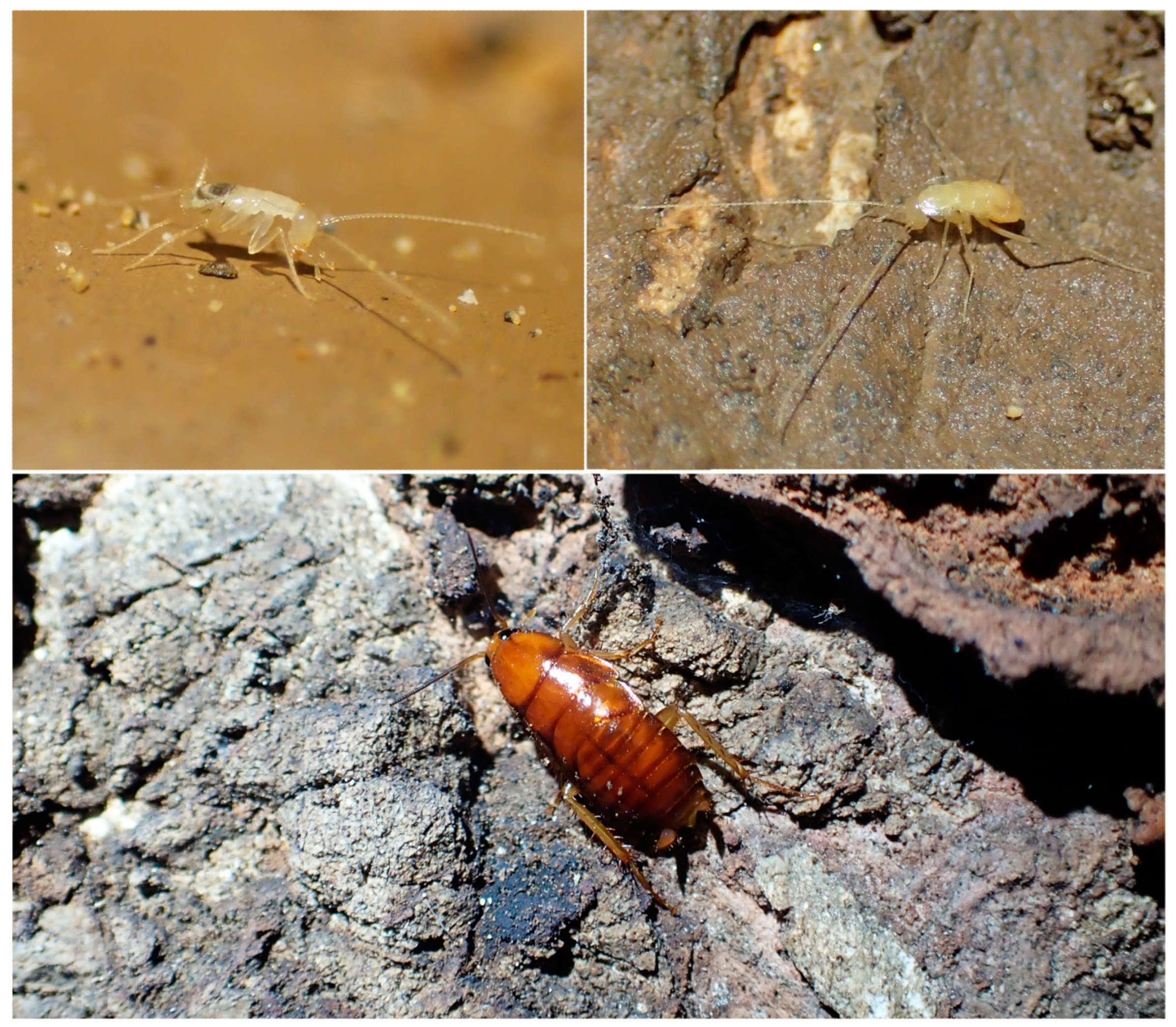 Diversity 15 01076 g008 Diversity 15 01076 g008