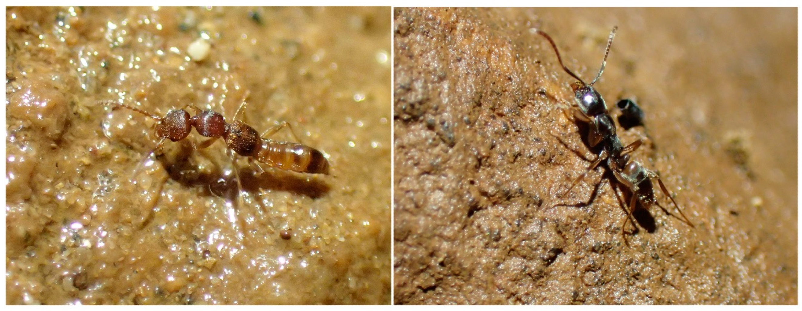 Diversity 15 01076 g010 Diversity 15 01076 g010