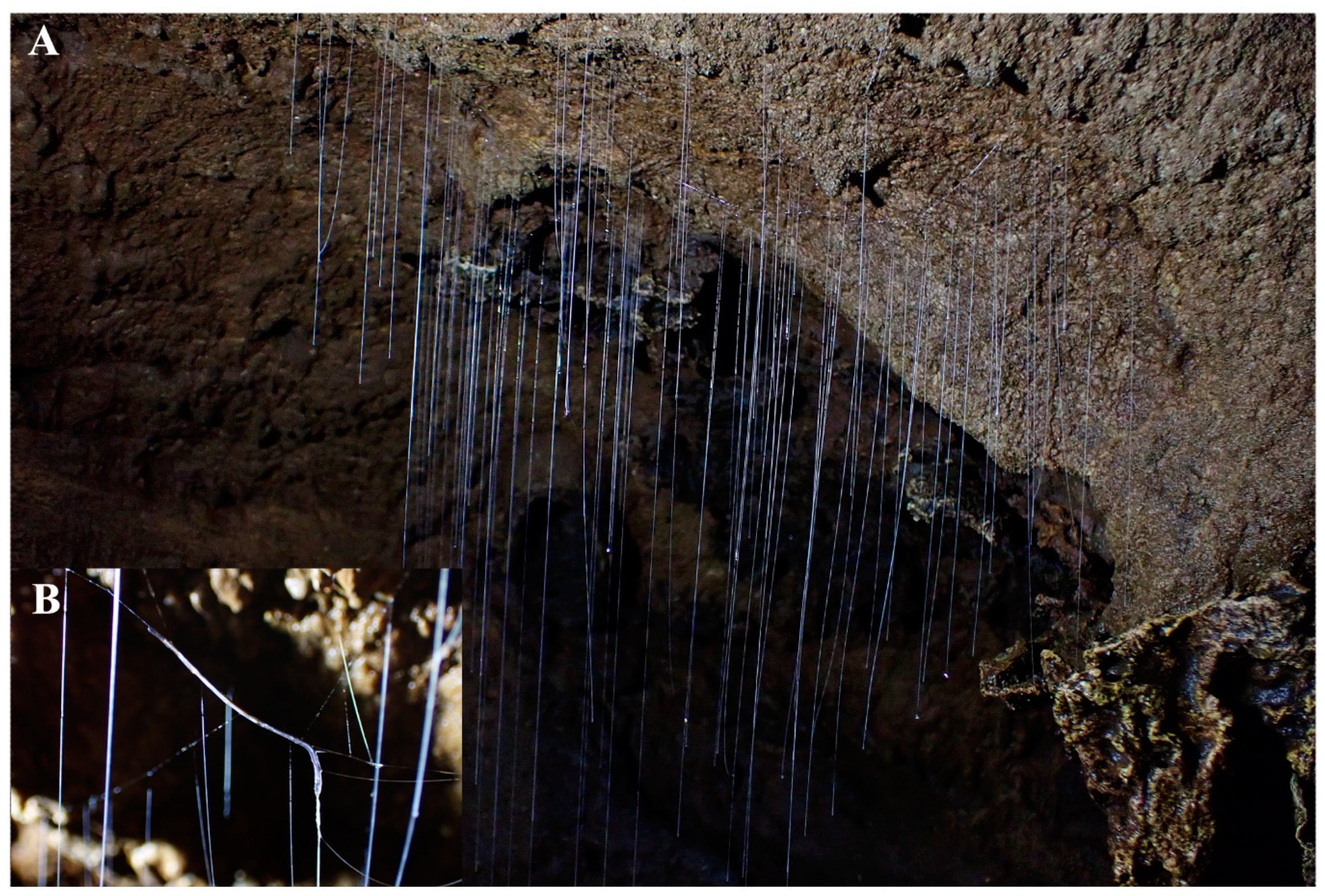 Diversity 15 01076 g011 Diversity 15 01076 g011