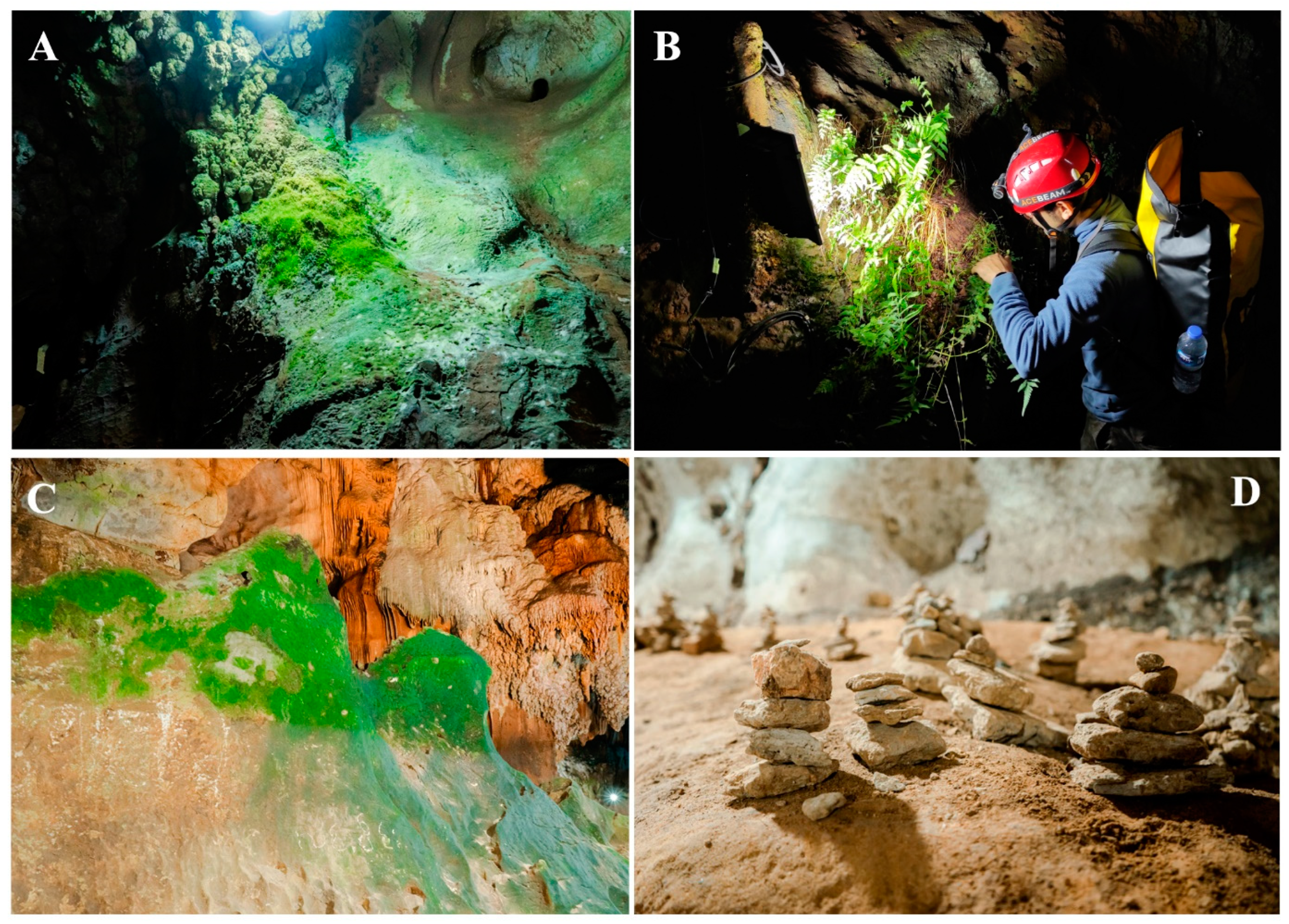 Diversity 15 01076 g012 Diversity 15 01076 g012