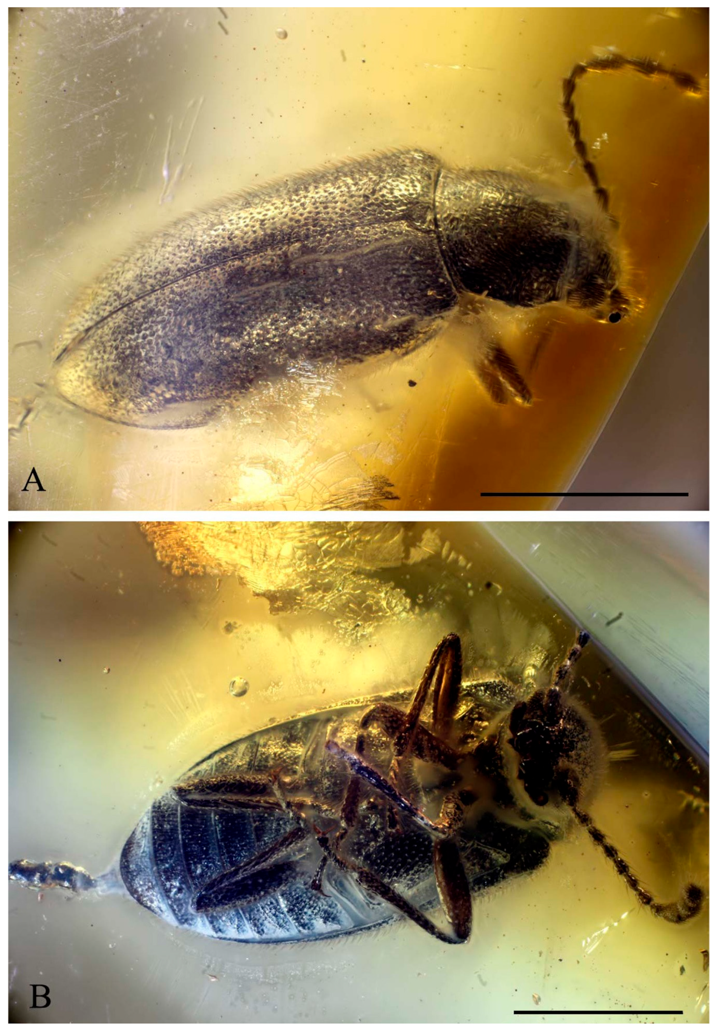 Diversity 15 01077 g001