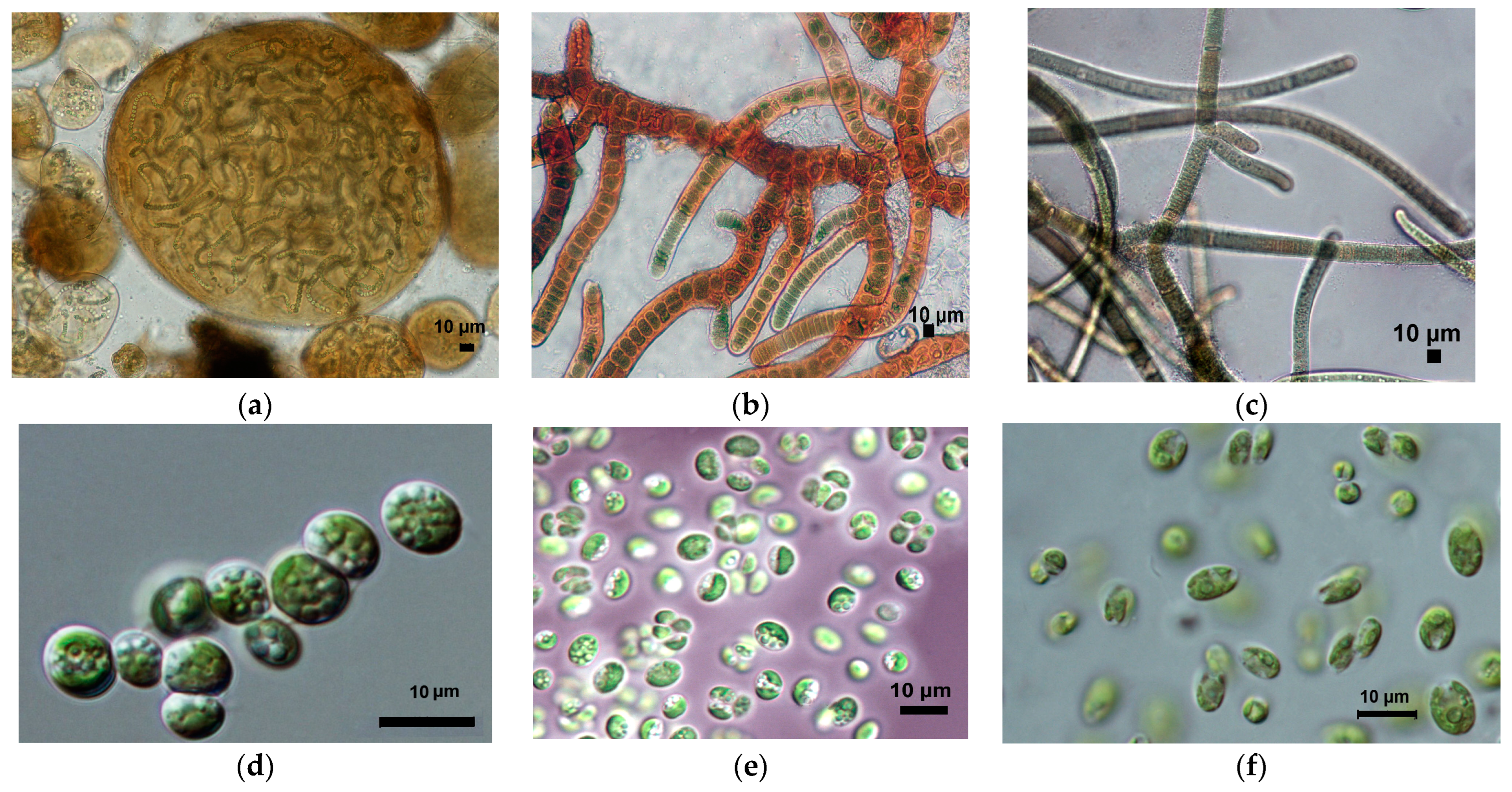 Diversity 15 01080 g005