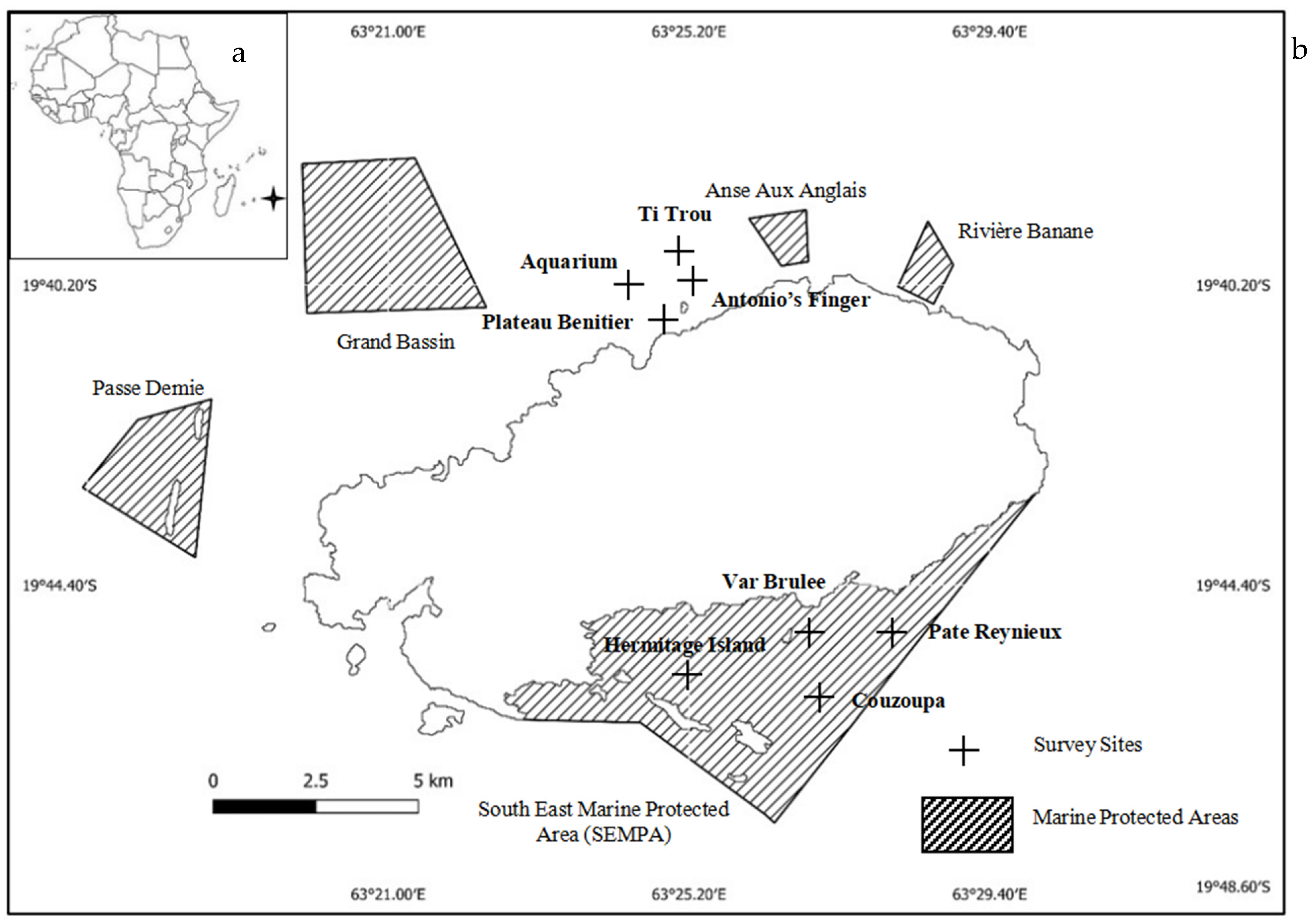 洋書 Coral Health and Disease Coral Health & Disease | Mote Marine Laboratory & Aquarium