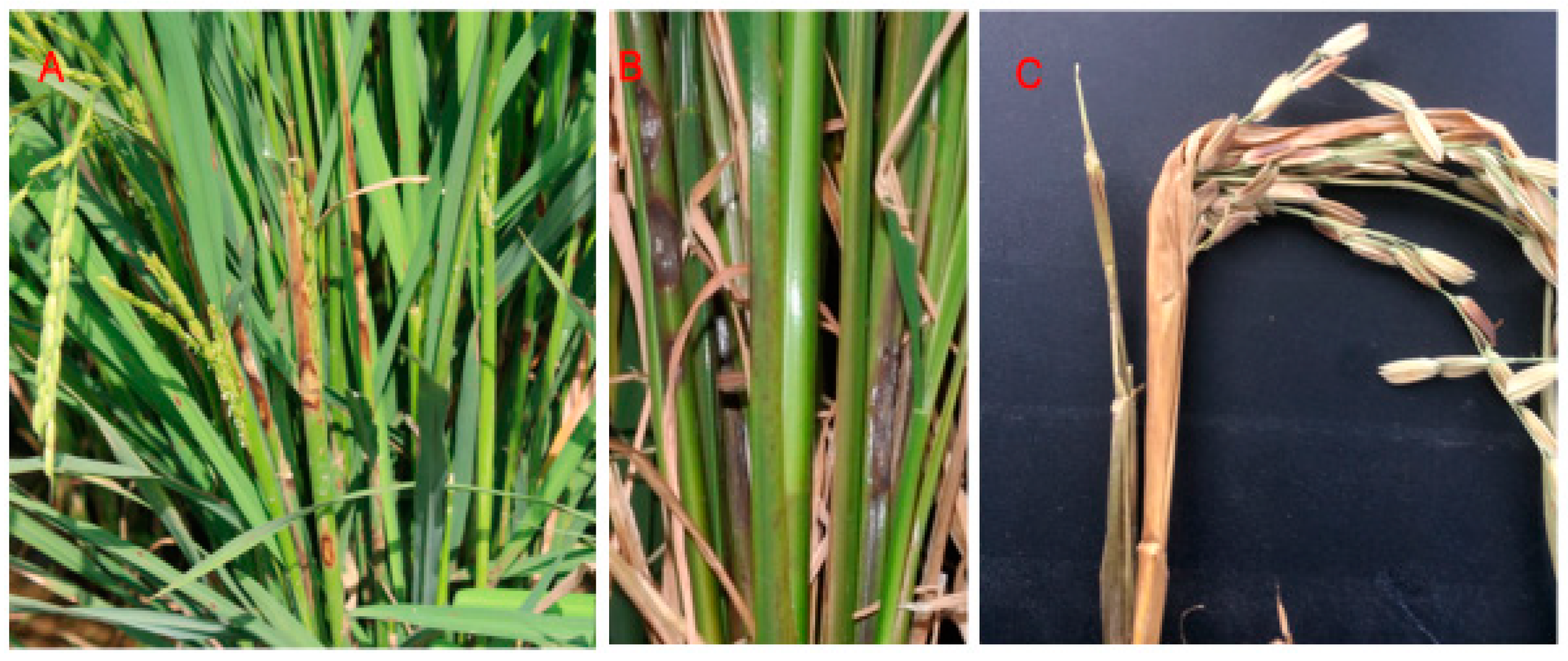 Diversity 15 01090 g002