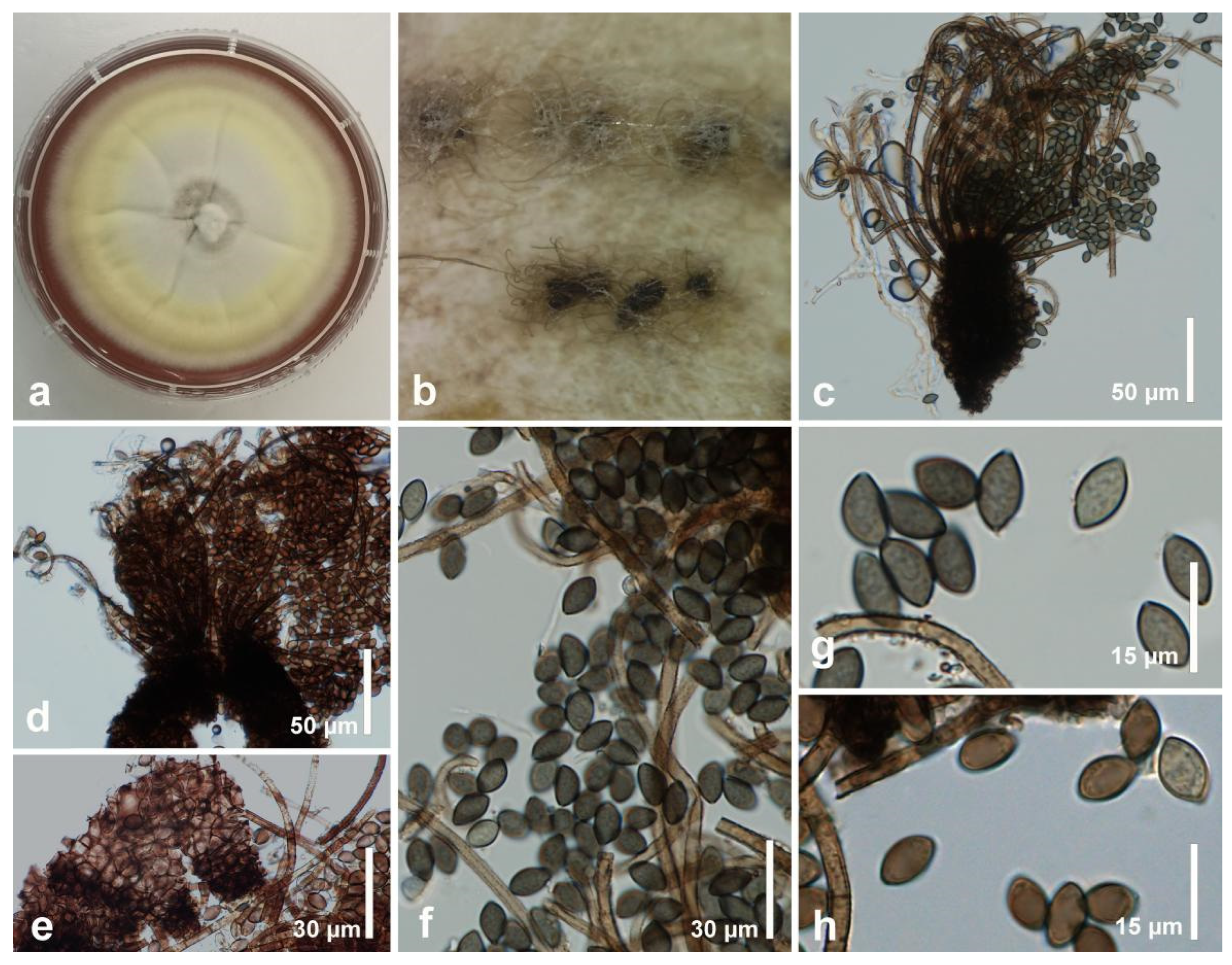 Diversity 15 01094 g002