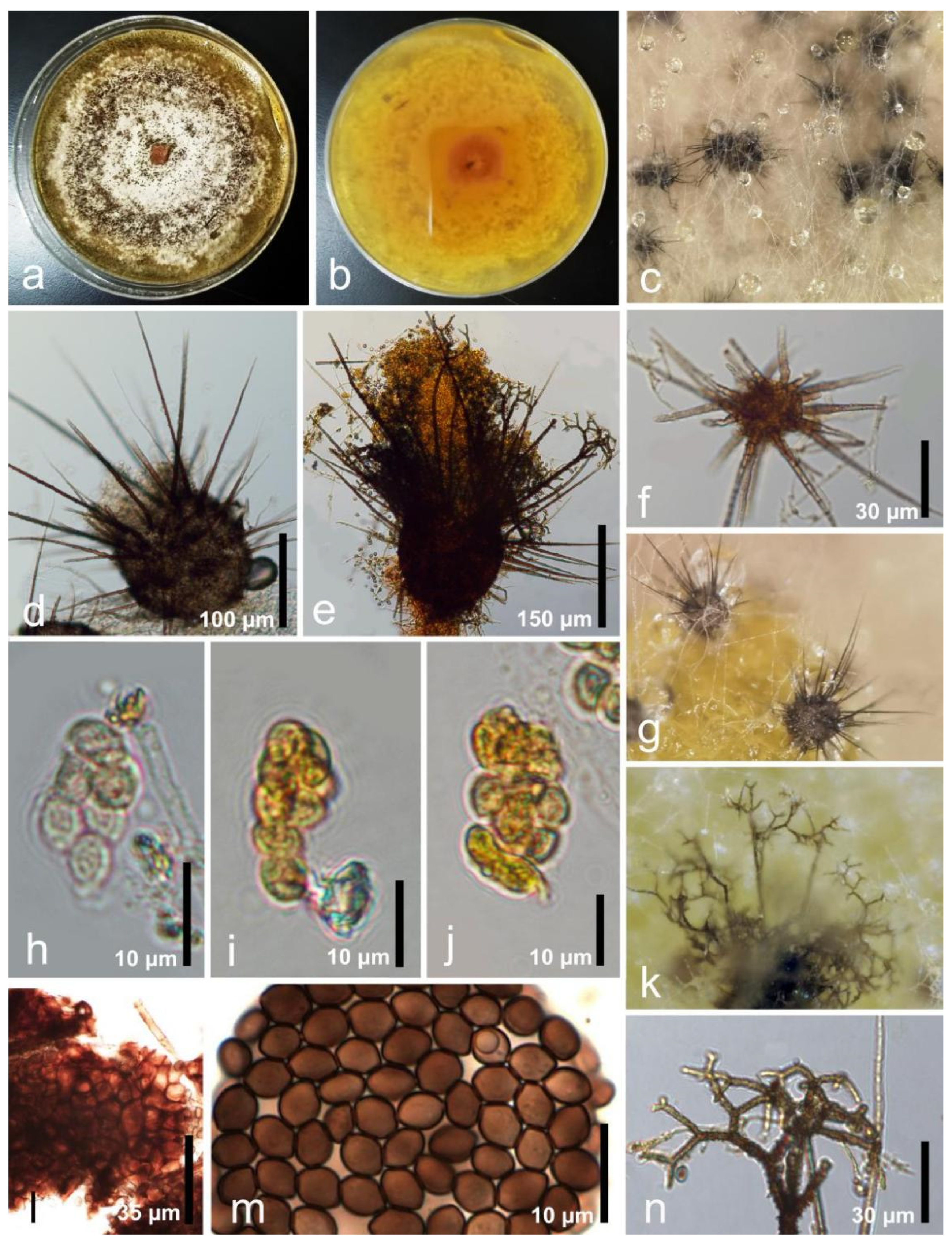 Diversity 15 01094 g003