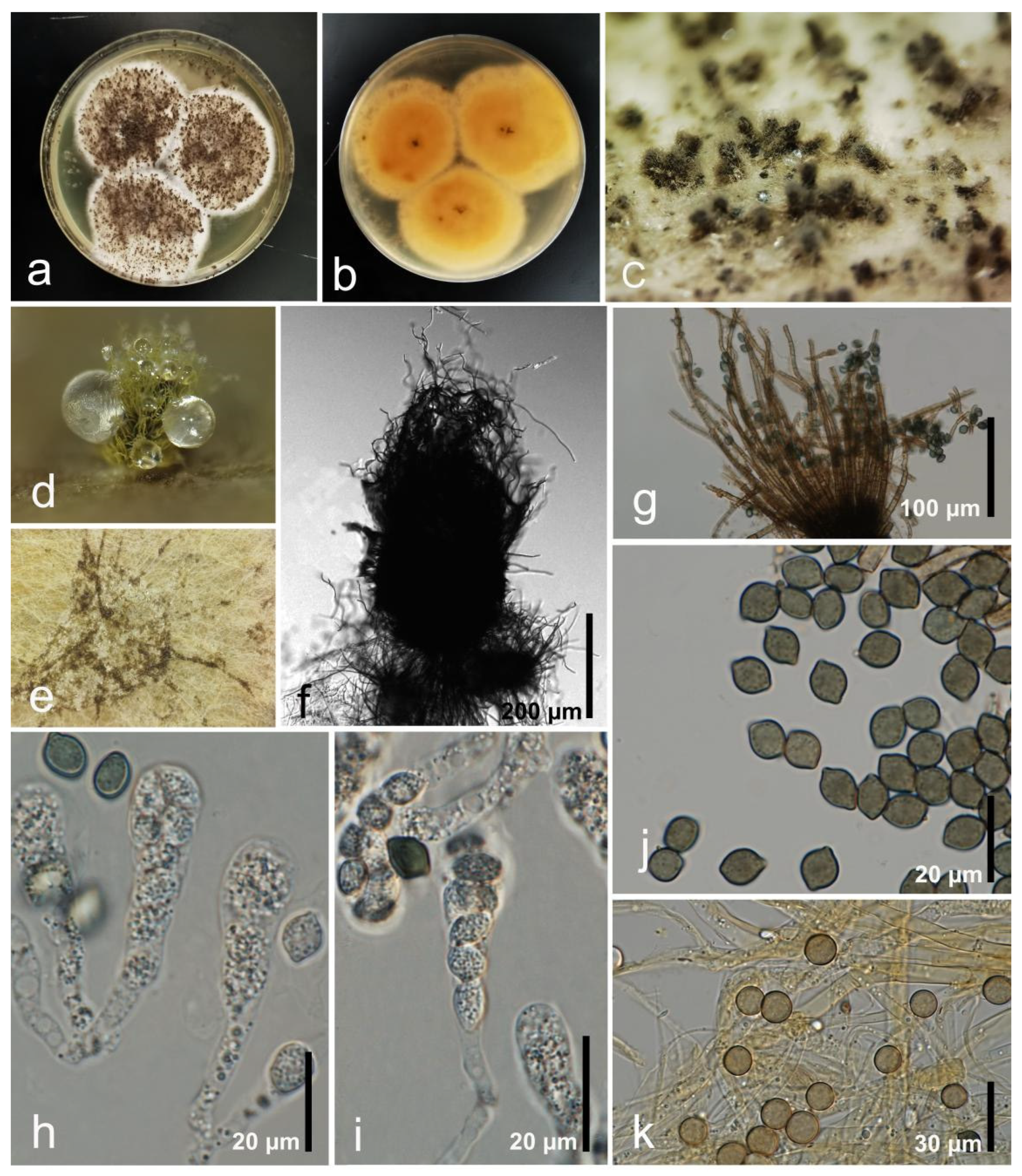 Diversity 15 01094 g004