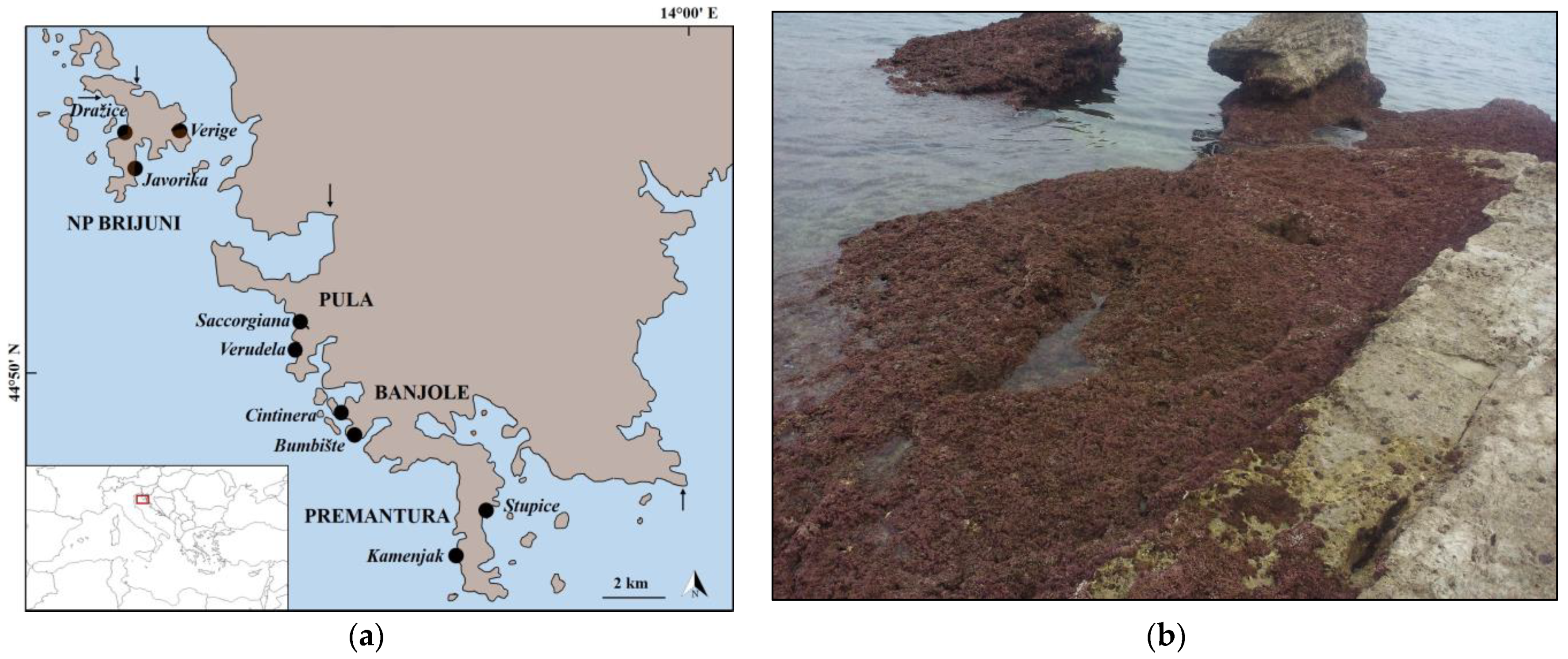 Diversity 15 01099 g001