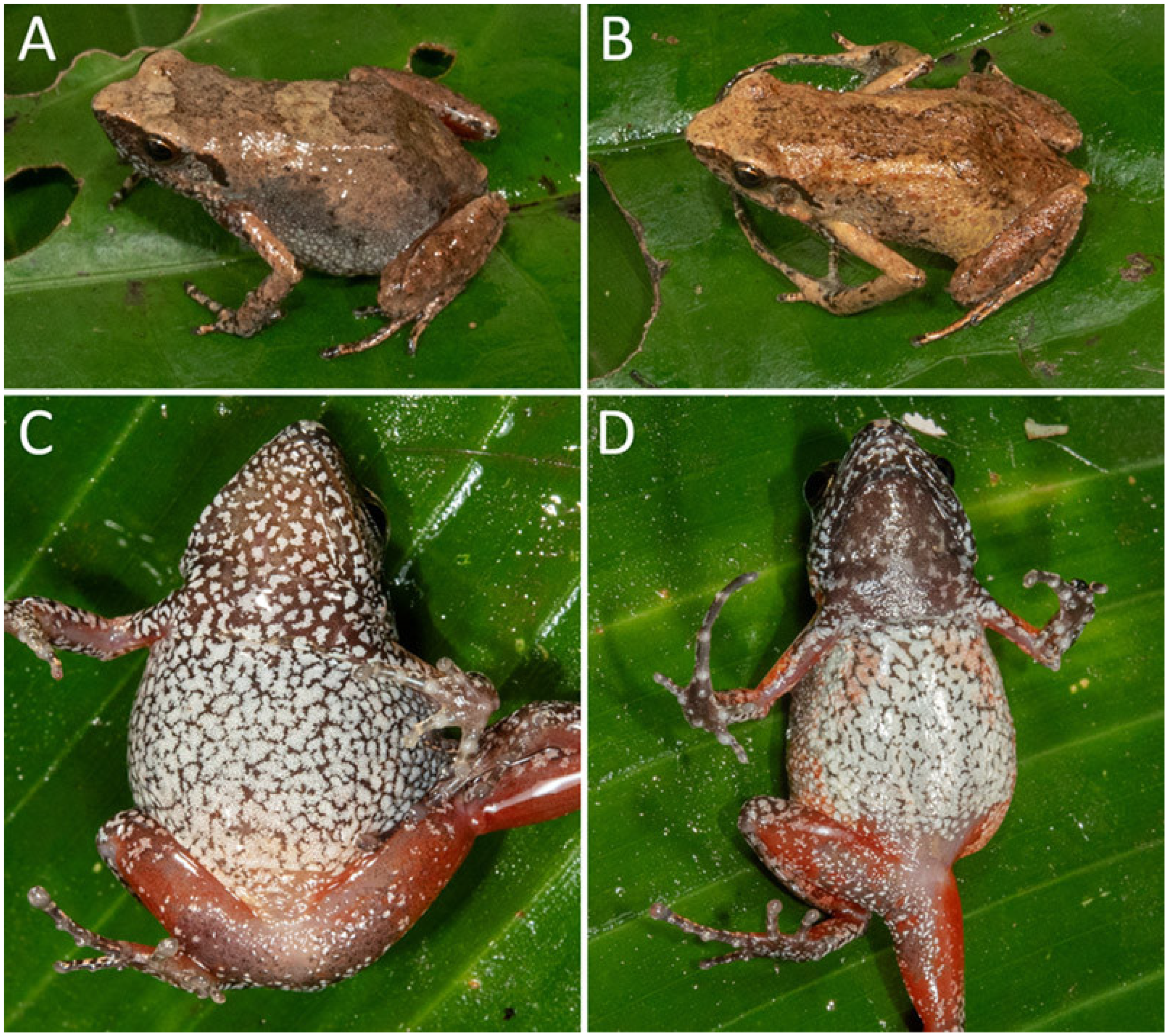 Diversity 15 01104 g005 Diversity 15 01104 g005