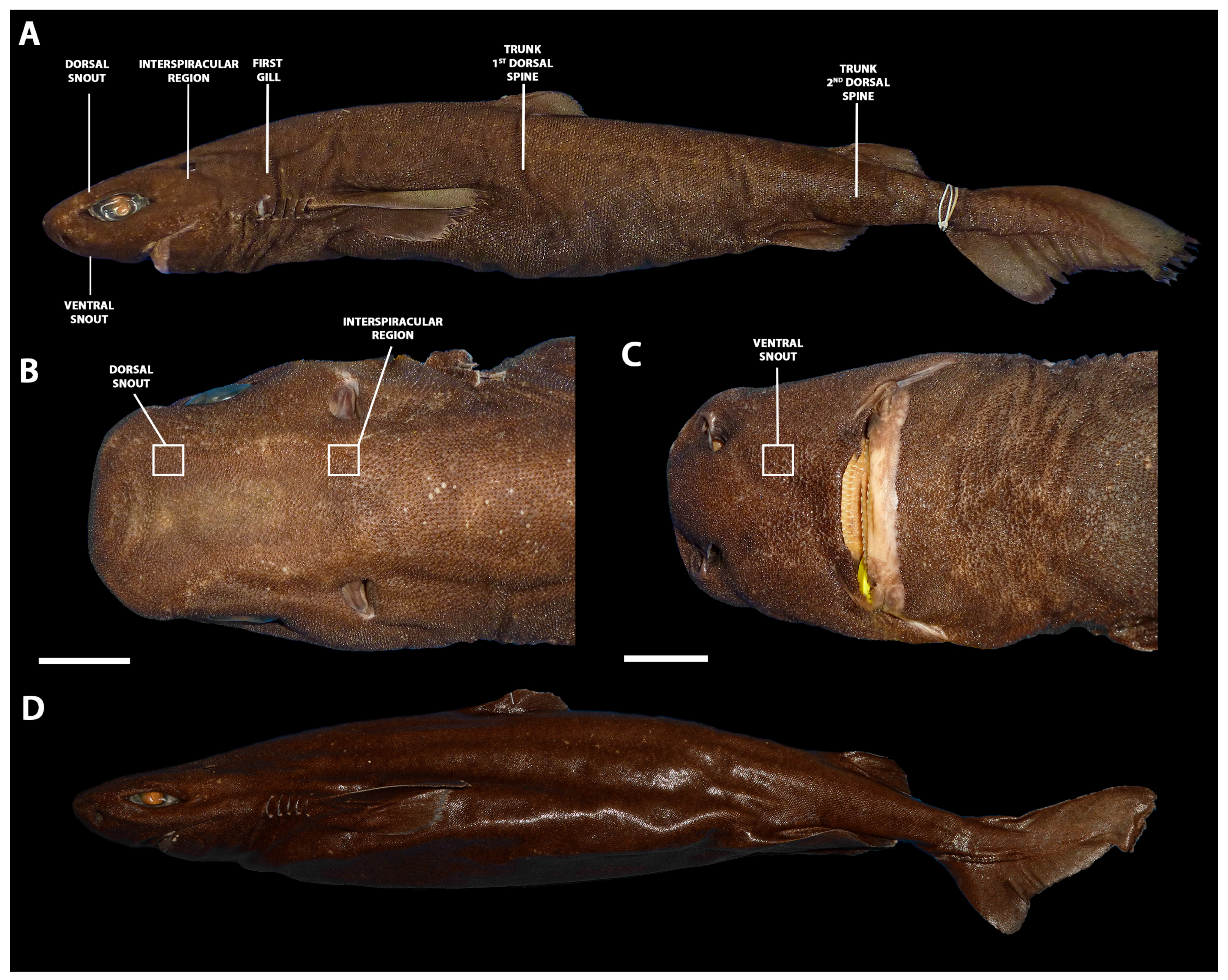 Diversity 15 01105 g001
