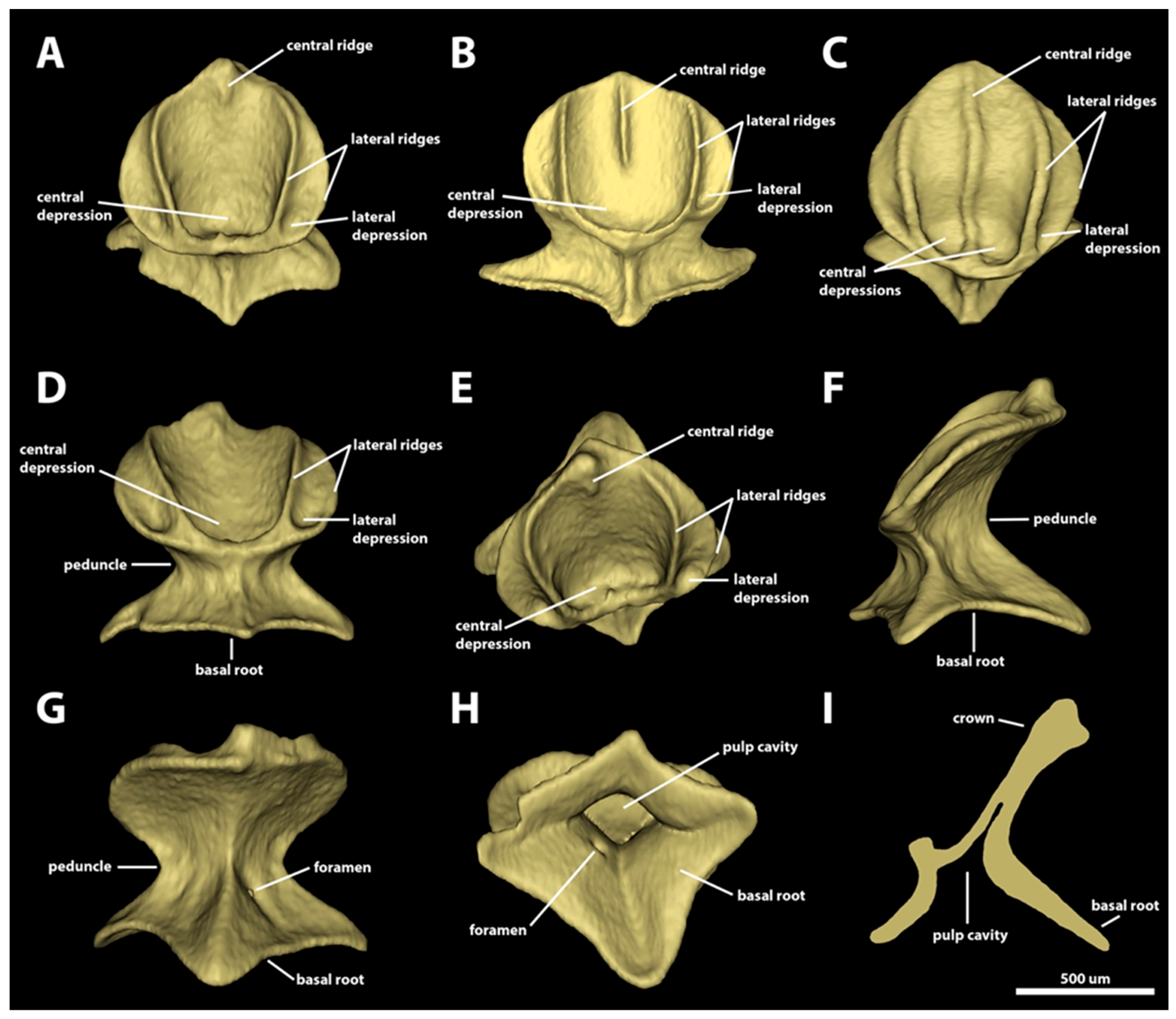 Diversity 15 01105 g003
