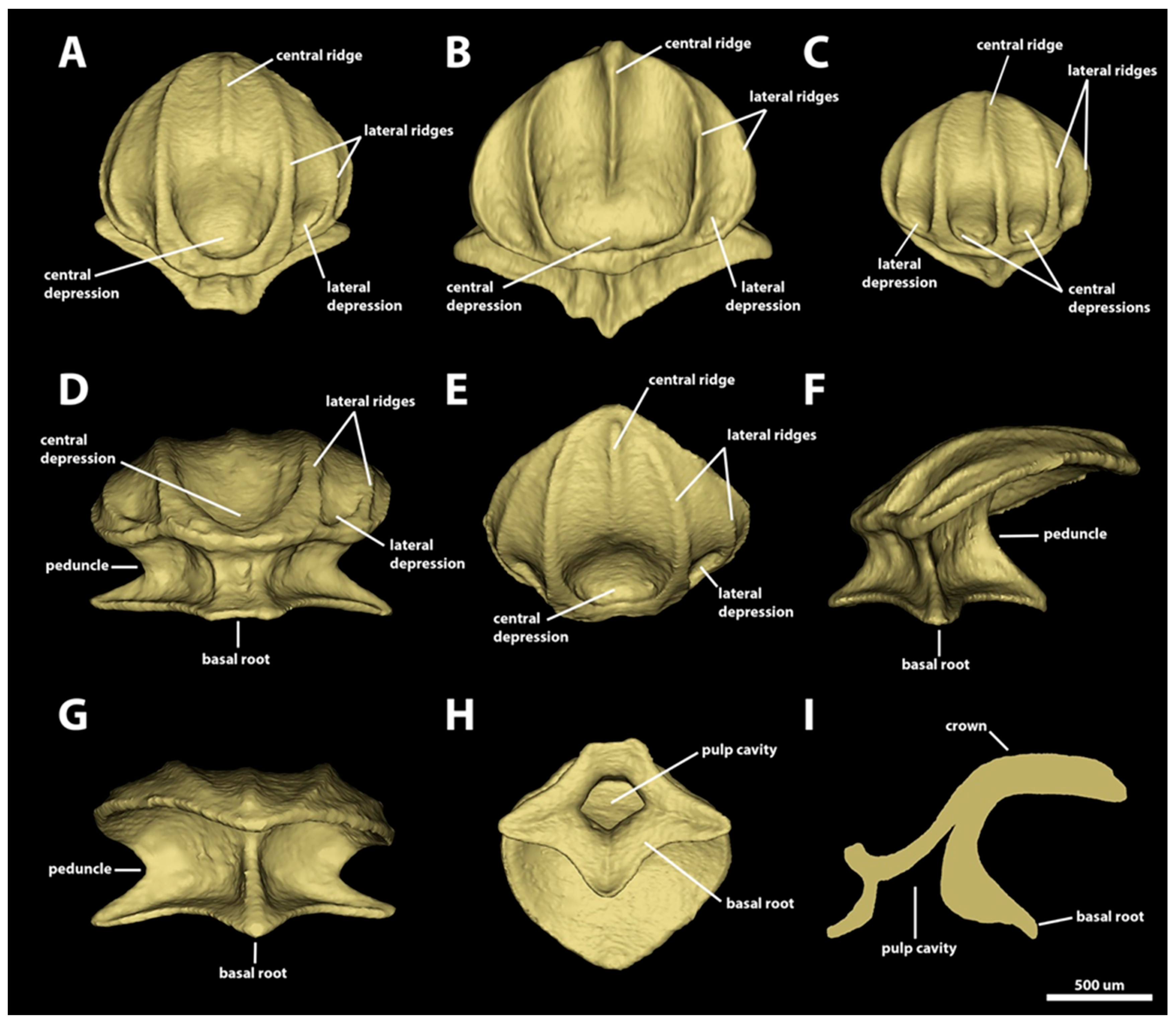 Diversity 15 01105 g004