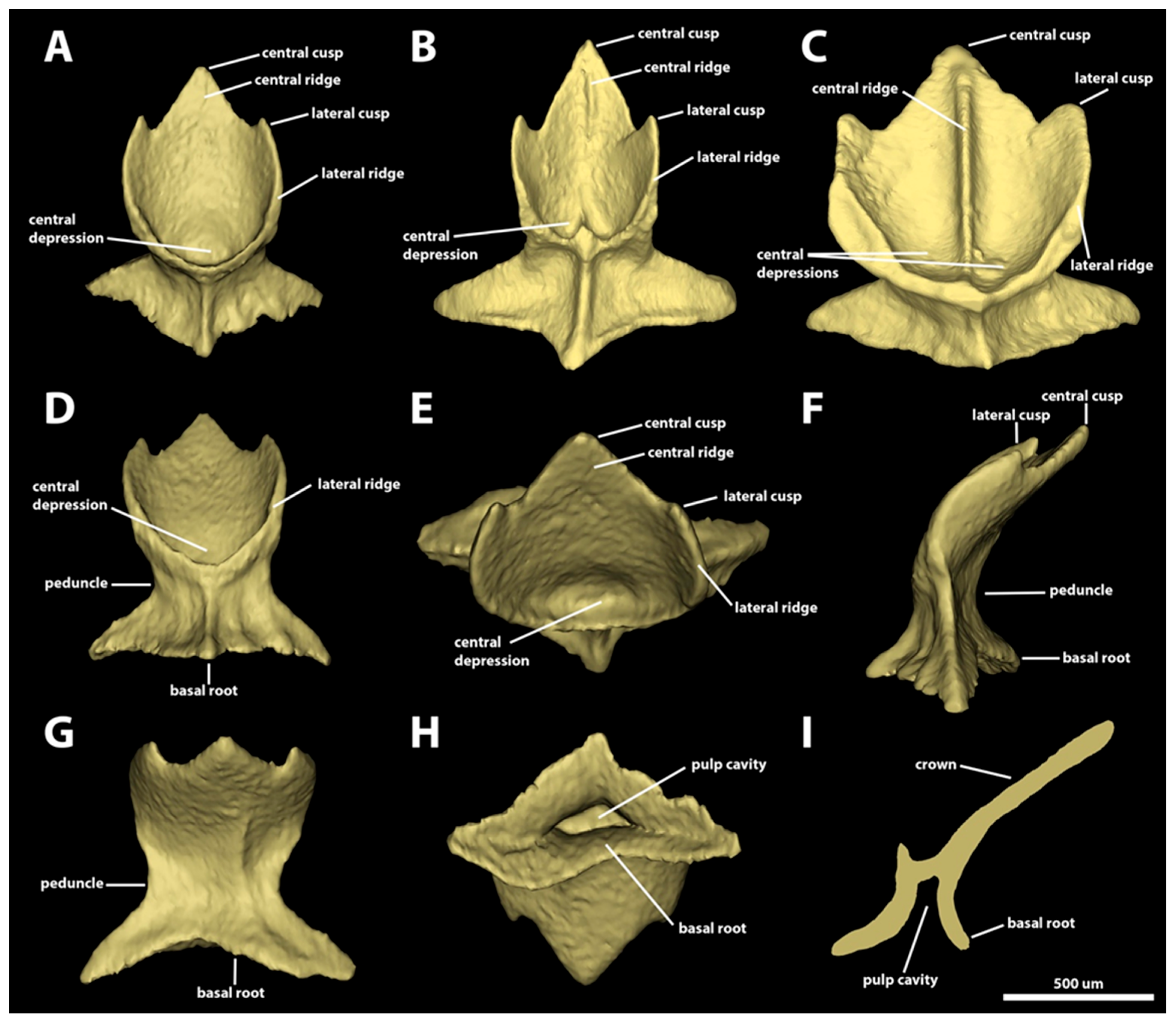 Diversity 15 01105 g006