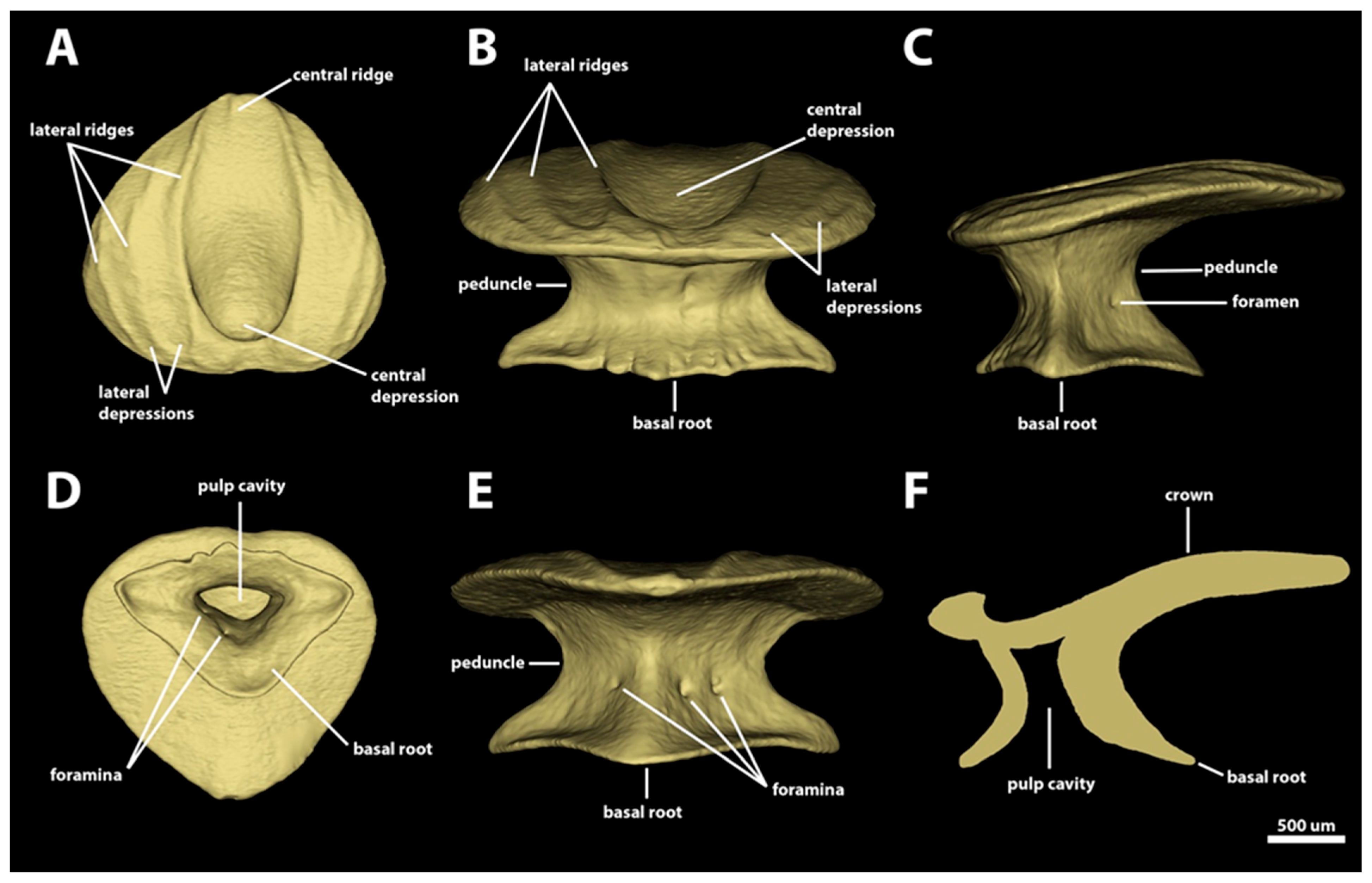 Diversity 15 01105 g009
