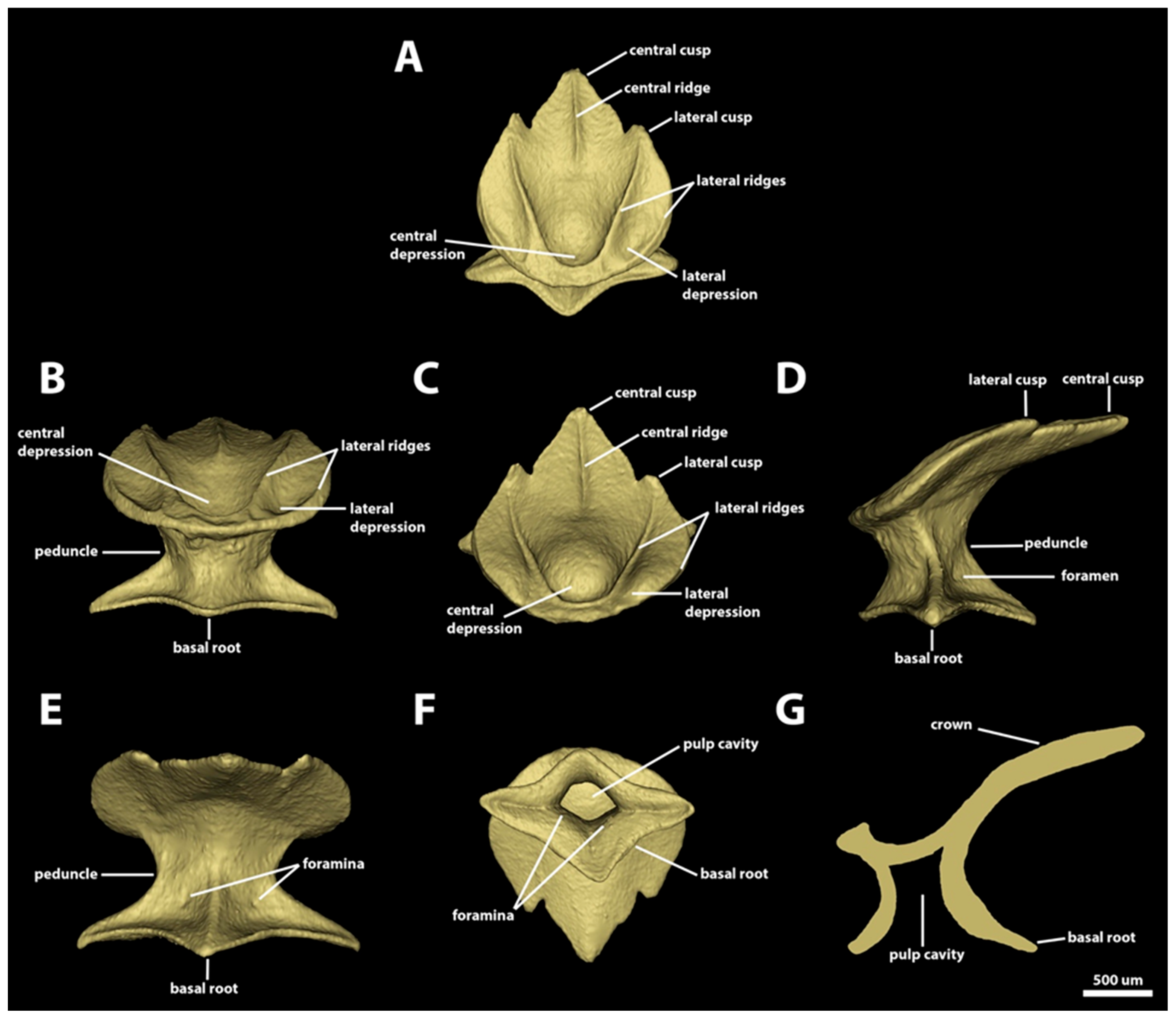 Diversity 15 01105 g012