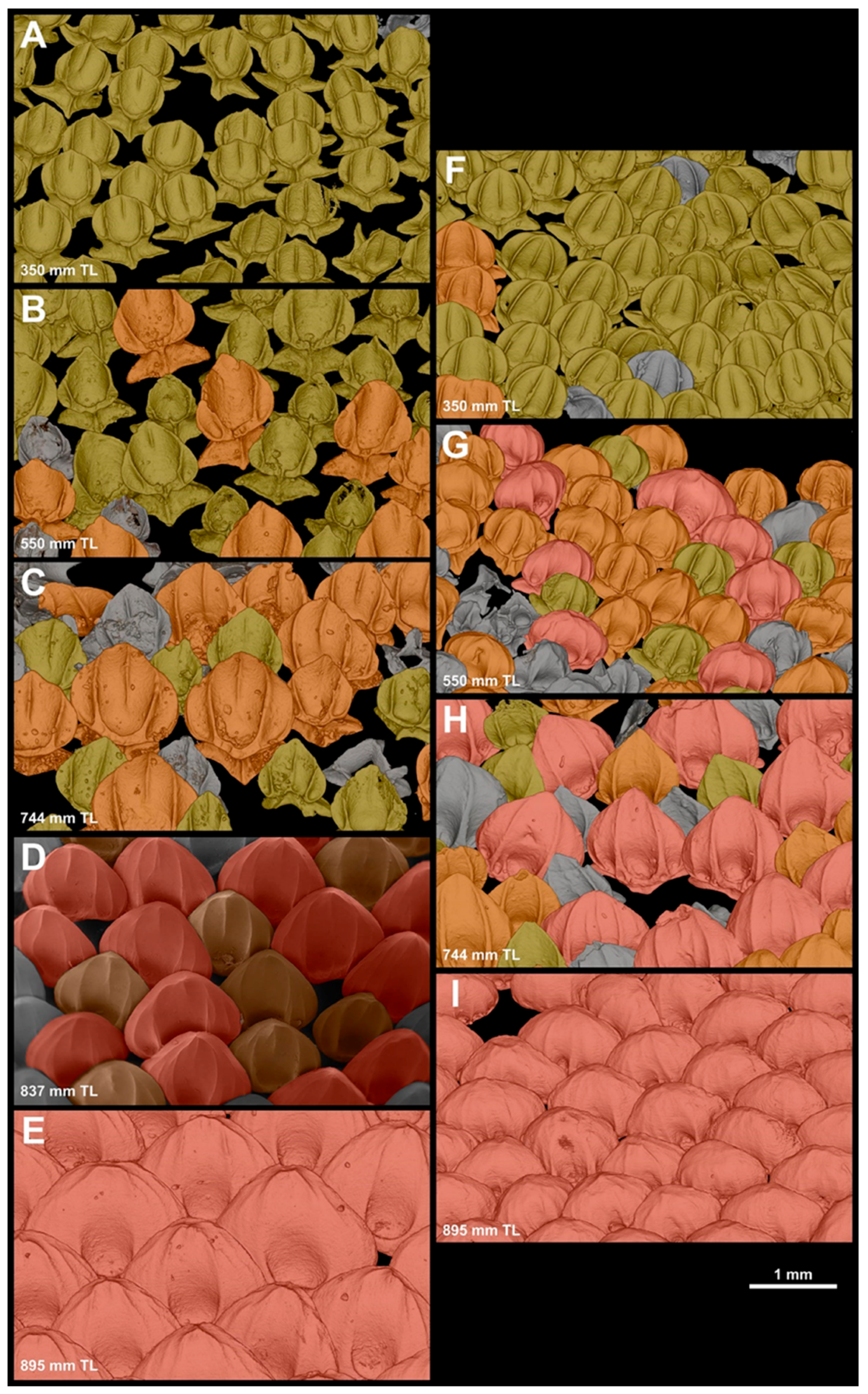 Diversity 15 01105 g015