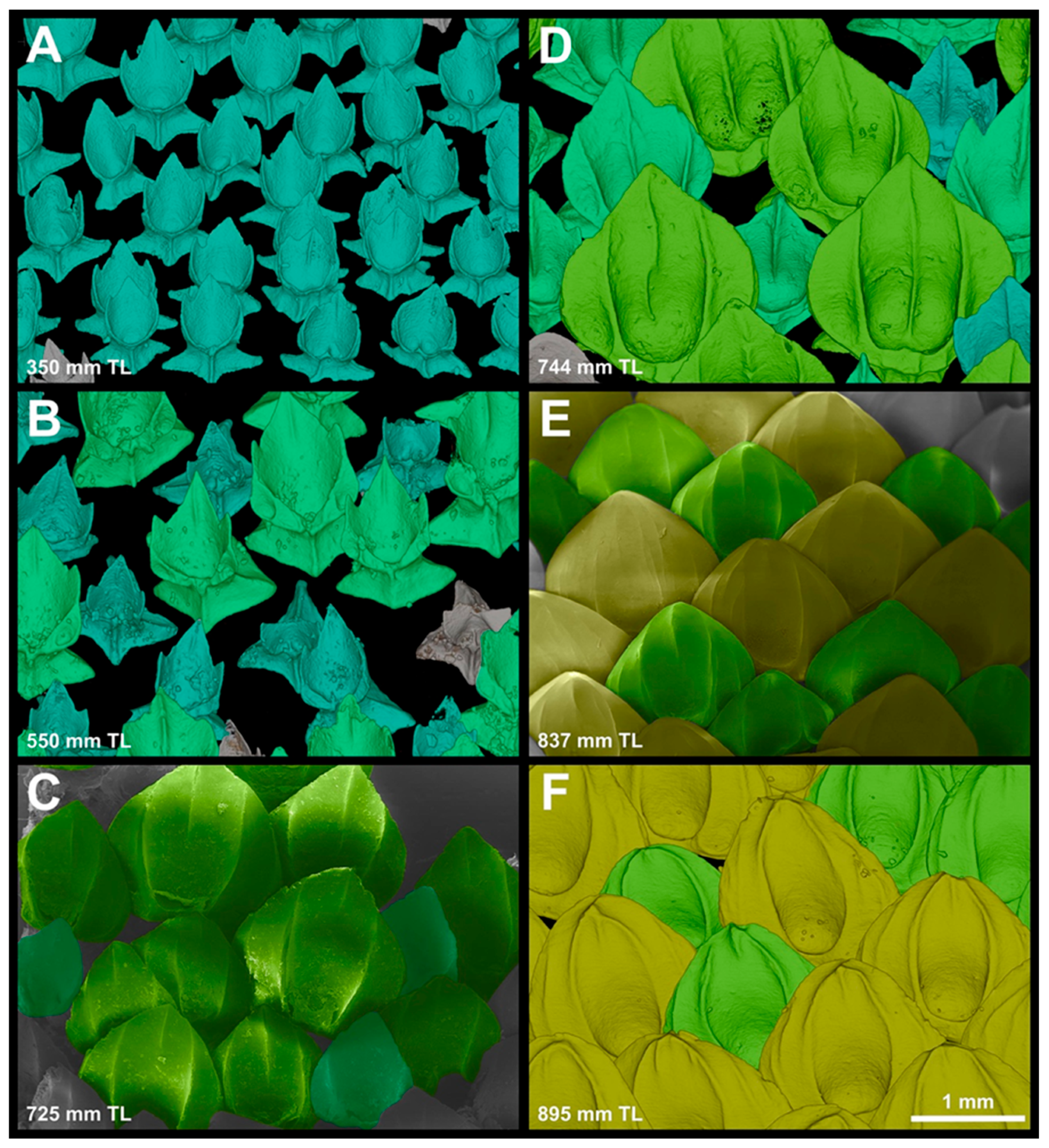 Diversity 15 01105 g016