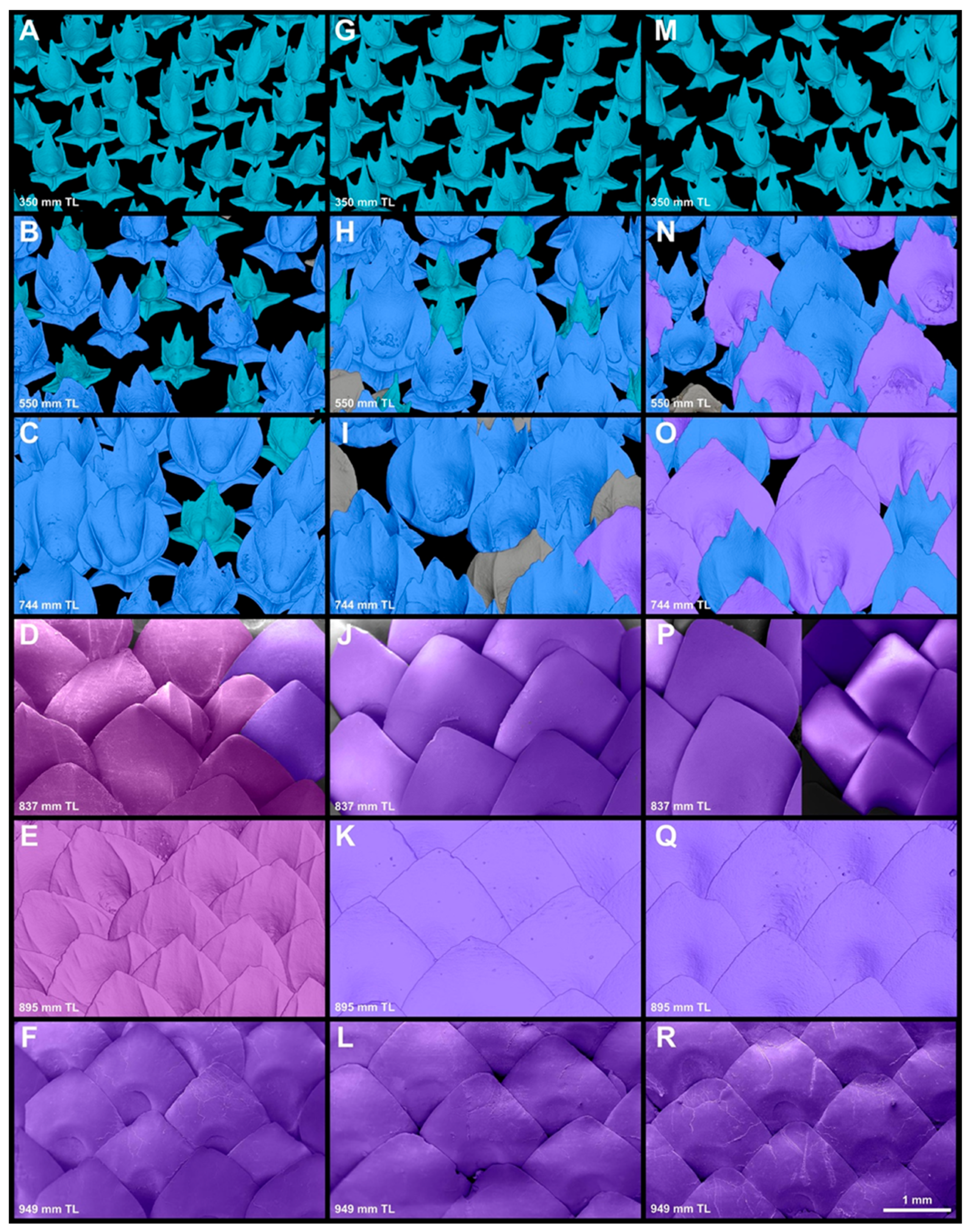 Diversity 15 01105 g017