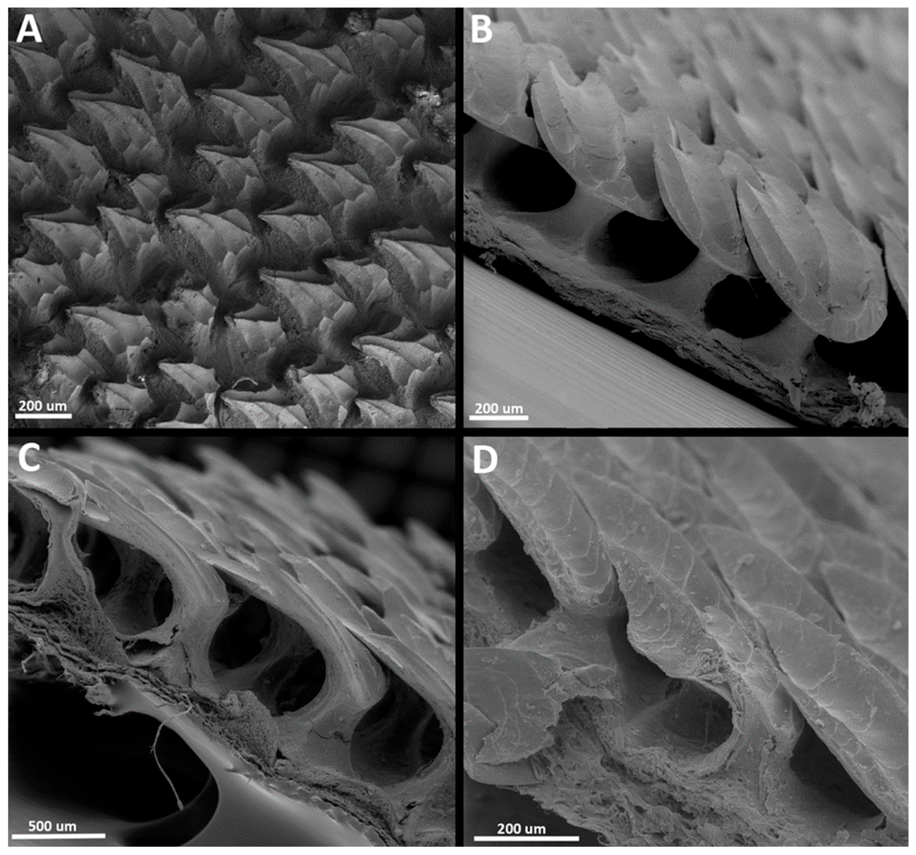 Diversity 15 01105 g023