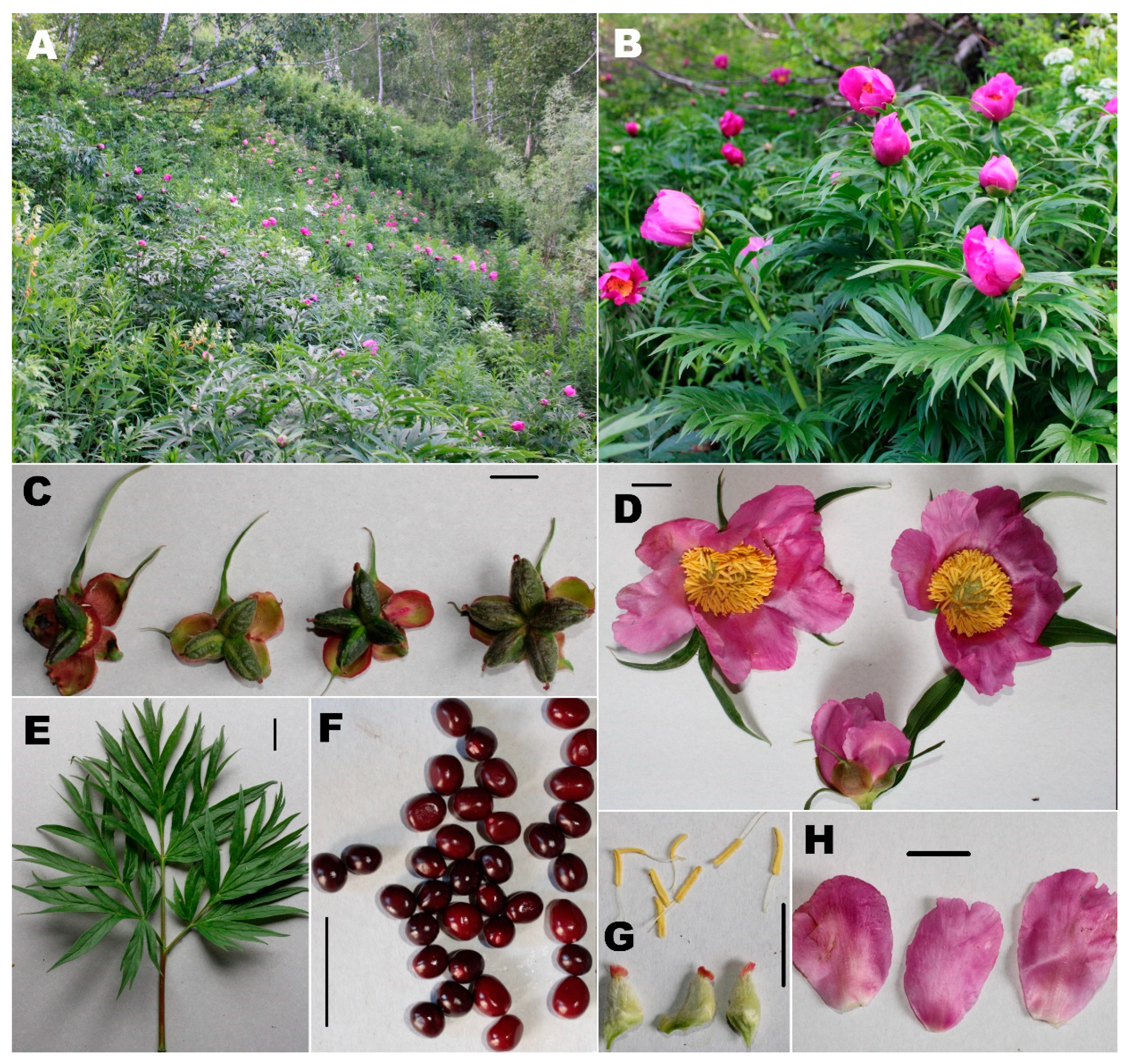 Diversity 15 01127 g003