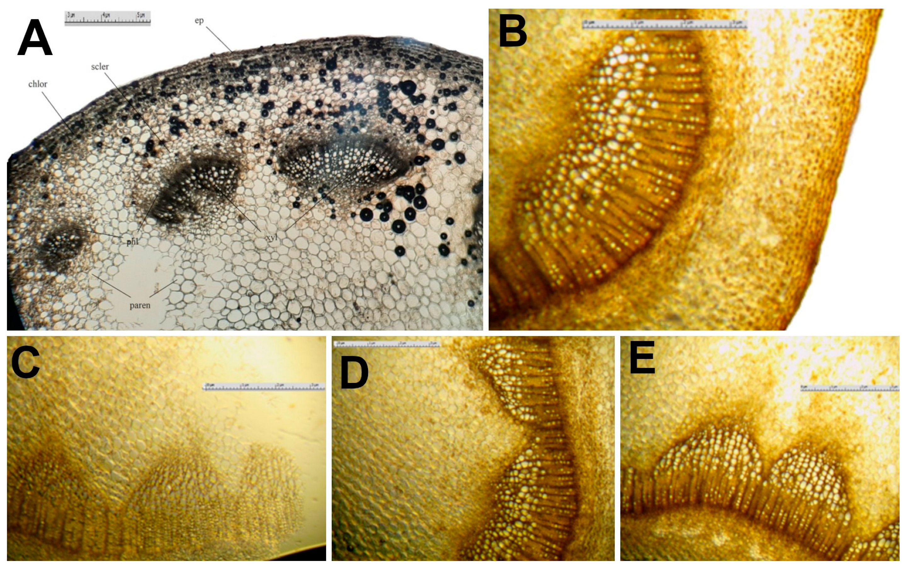 Diversity 15 01127 g005