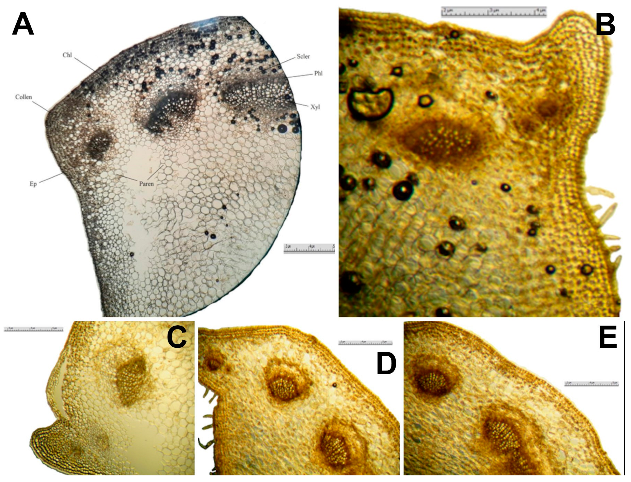 Diversity 15 01127 g006