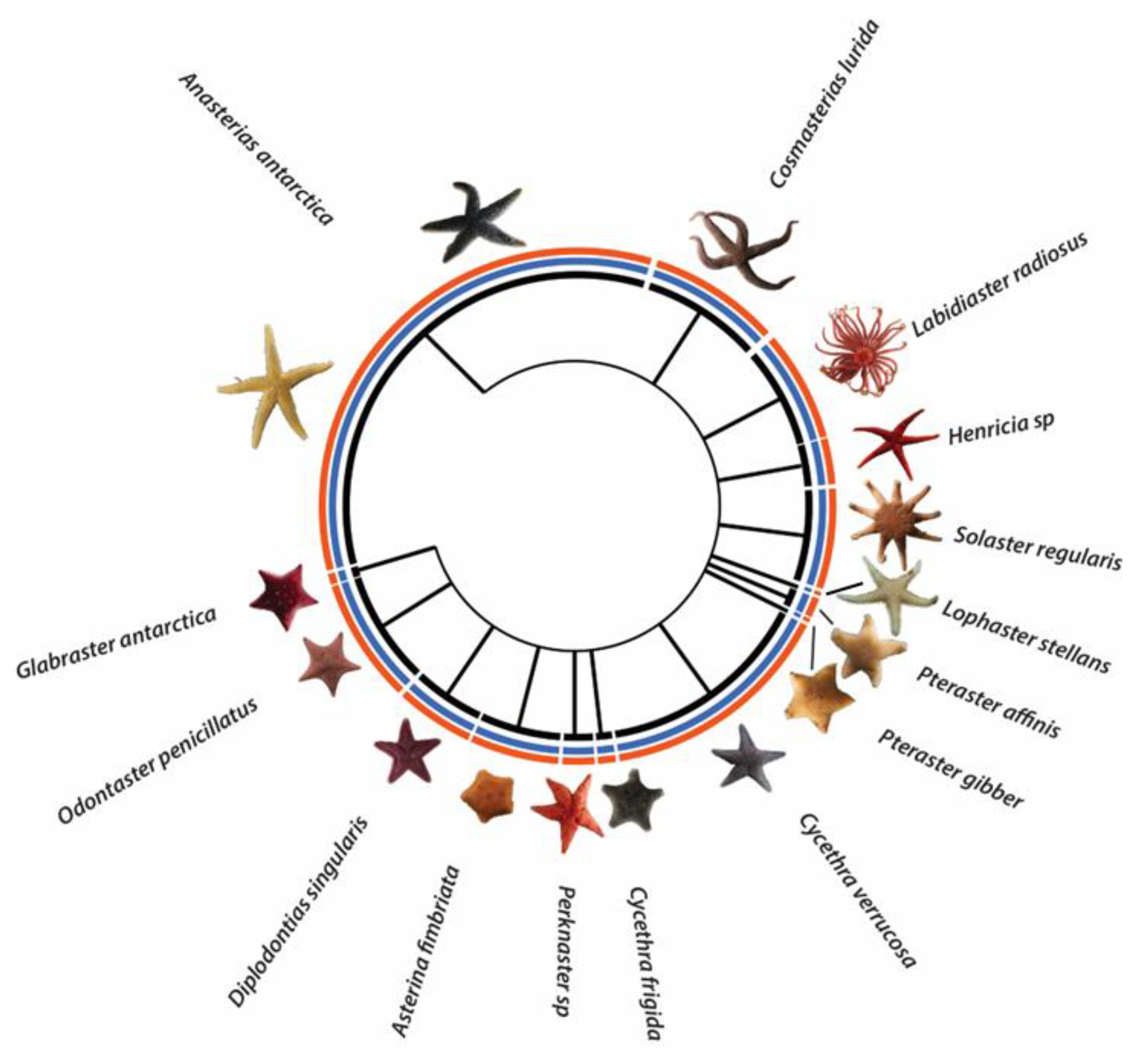 Diversity 15 01129 g003 Diversity 15 01129 g003