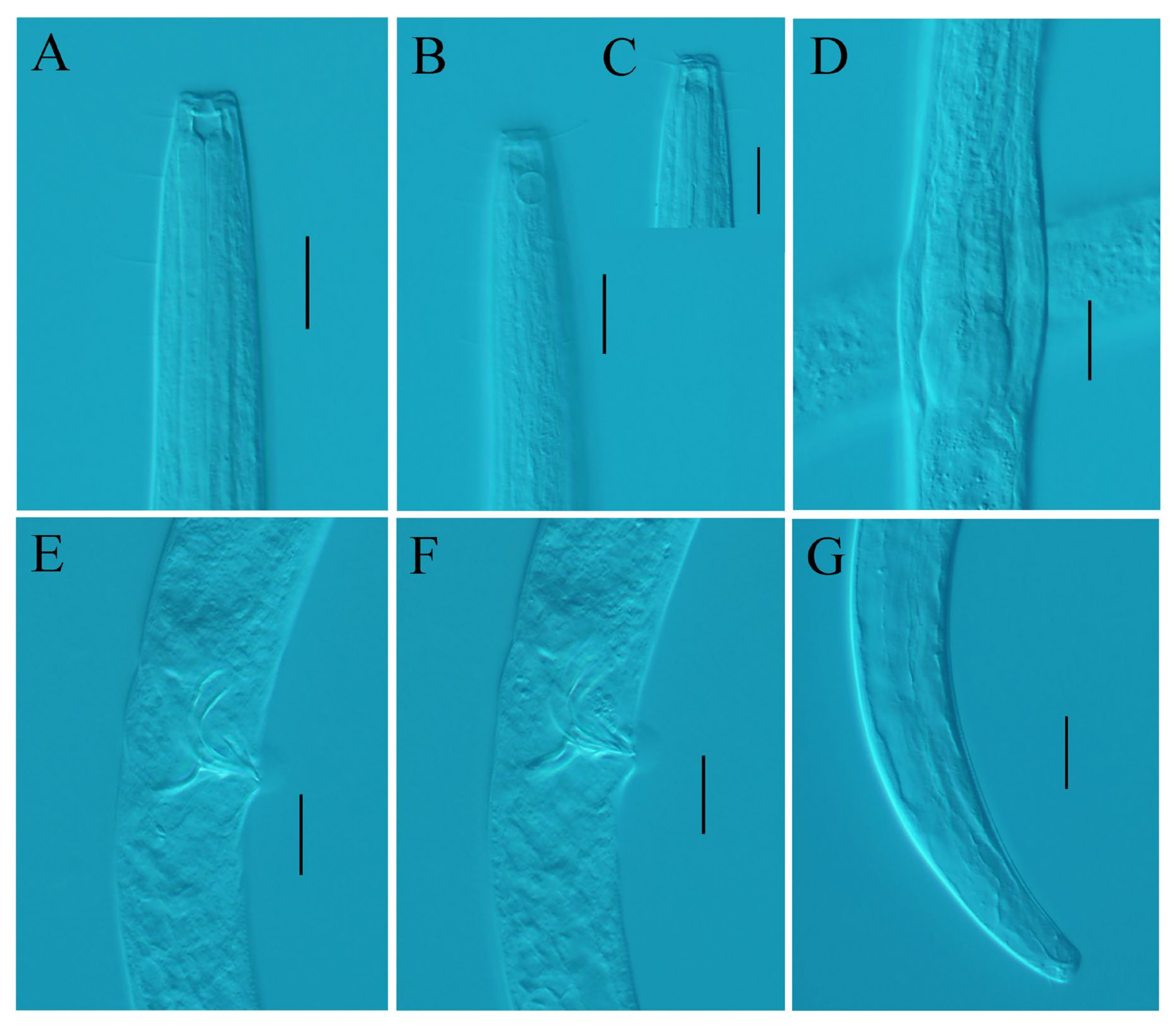 Diversity 15 01130 g002